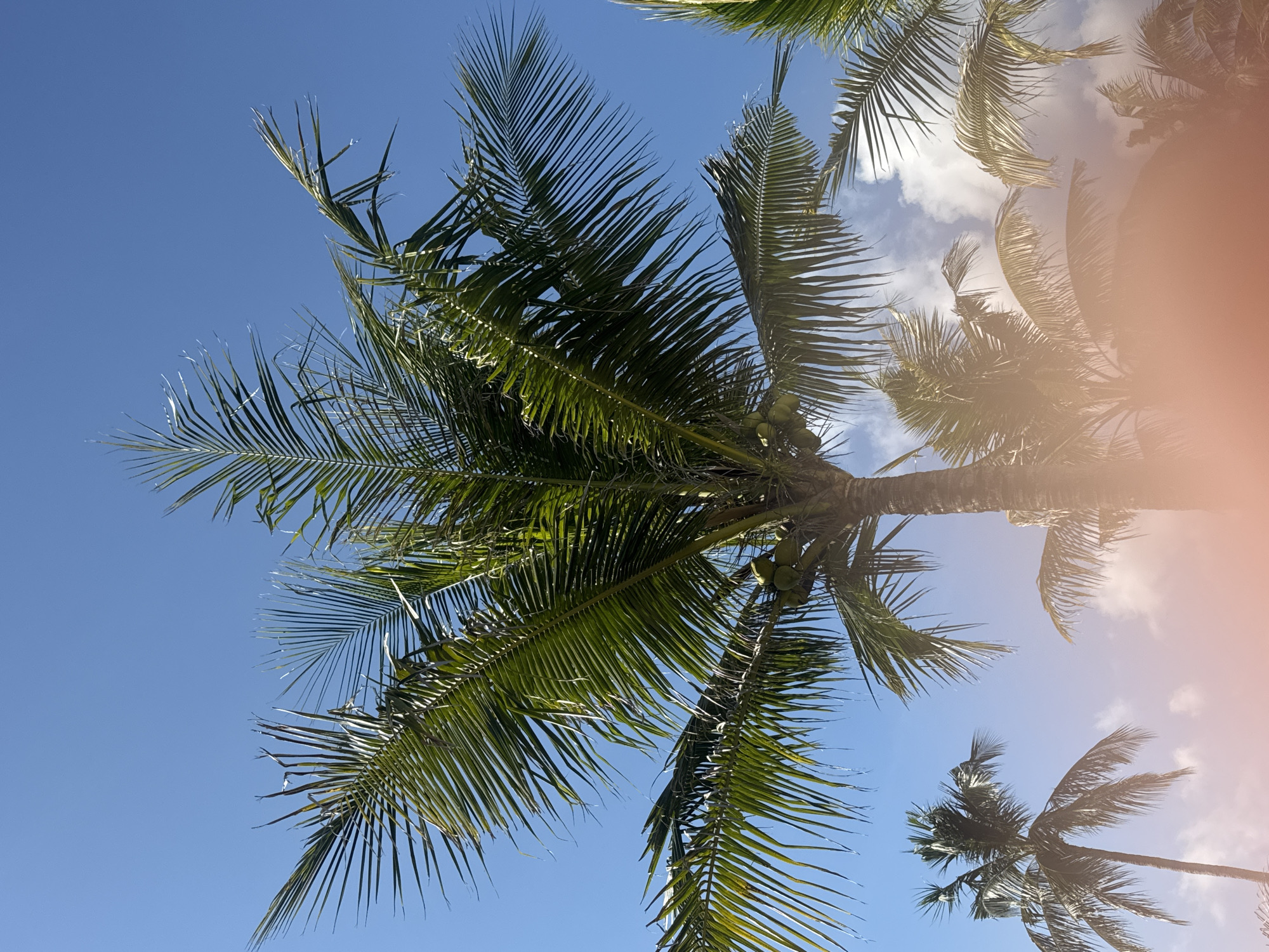 This upward-facing shot captures a vibrant tropical sky framed by numerous palm trees, strongly suggesting a setting in Kuta Selatan, Indonesia. The primary subject is the dense canopy of a large palm tree, its dark green fronds fanning out across the frame, with visible clusters of green coconuts near its crown. Several other palm trees are also visible, some closer and others further in the background, with their fronds partially silhouetted against the bright sky.
The scene is dominated by a clear, intense blue sky dotted with scattered white, fluffy cumulus clouds, particularly towards the right side of the image. Bright sunlight illuminates the scene, backlighting many of the palm fronds and creating a vivid contrast between the lush green foliage and the deep blue sky. There are no people or human-made structures visible, emphasizing a natural, serene environment.
A prominent reddish-orange lens flare or haze appears in the bottom right quadrant of the image, subtly affecting the clarity in that area. The weather is sunny and clear, indicative of a beautiful day, likely late morning or early afternoon given the intensity of the light. The overall impression is one of a relaxing tropical paradise, consistent with a coastal or resort area in Indonesia. No visible text is present in the image.