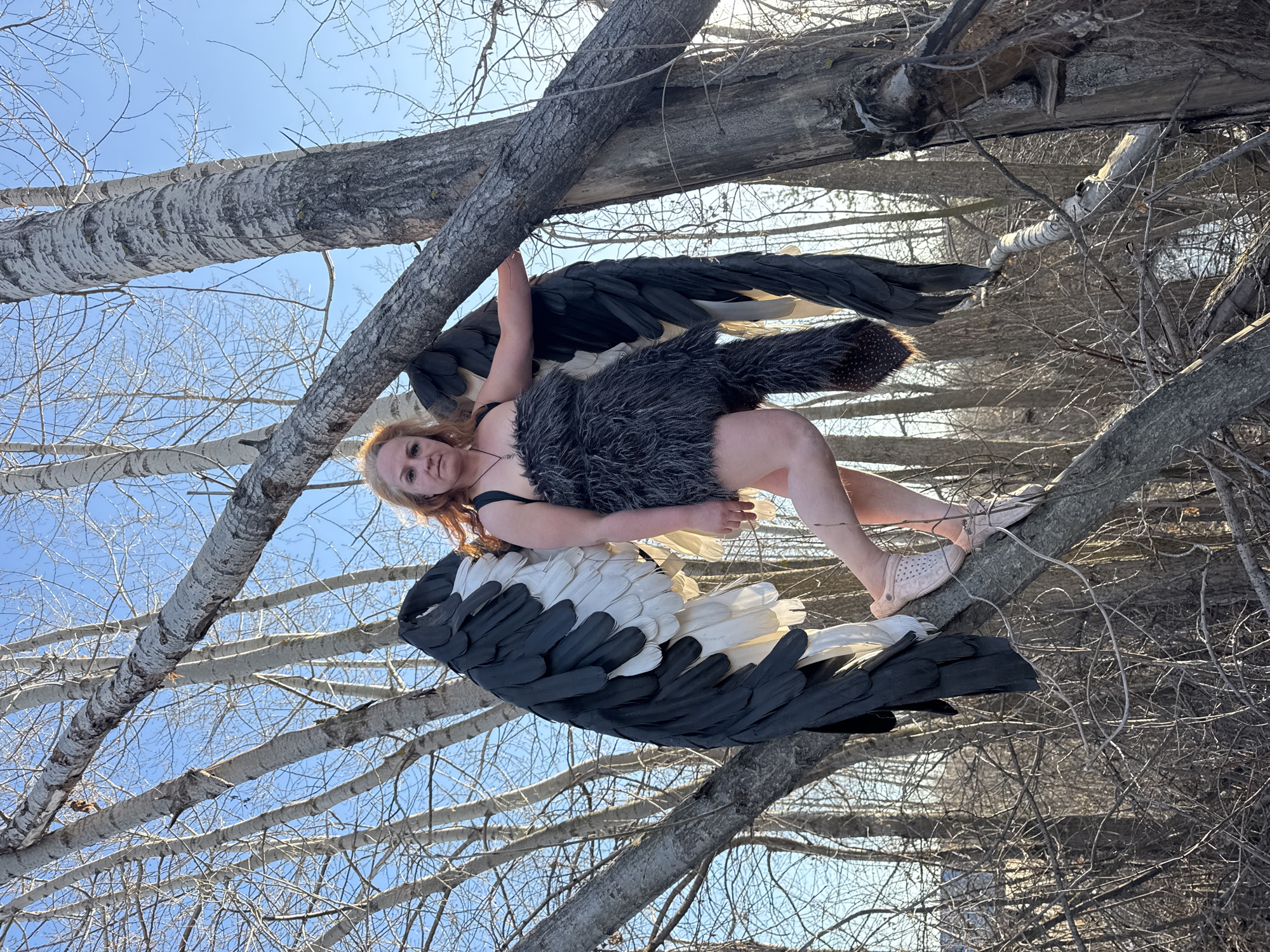 This vertically oriented photograph captures a person in a dramatic, fantasy-themed costume posed amidst the bare branches of trees, set against a bright, clear blue sky. The subject, a light-skinned individual with long, wavy reddish-blonde hair, is adorned with large, striking black and white feathered wings that span a significant portion of her body. She wears a simple black top and a dark, shaggy, fur-like skirt or loincloth. Her legs are bent, revealing light pink, possibly rubber, shoes on her feet.
The person is positioned horizontally or at an extreme angle within the tree, appearing to be suspended or resting on a thick branch with one arm extended upwards, gripping another branch for support. Her face is directed towards the viewer, displaying a neutral to slightly serious expression.
The setting is an outdoor environment in Chaikovsky, Russia, characterized by numerous deciduous trees with their leaves shed, revealing silvery-grey bark on their trunks and intricate patterns of bare branches. The bright, natural light indicates daytime under clear skies, suggesting either late winter or early spring. The low camera angle looks up through the canopy, framing the subject against the expansive blue. The costume, pose, and natural backdrop evoke an ethereal or mythological atmosphere, reminiscent of a fallen angel or a bird-like entity. No text is visible within the image.