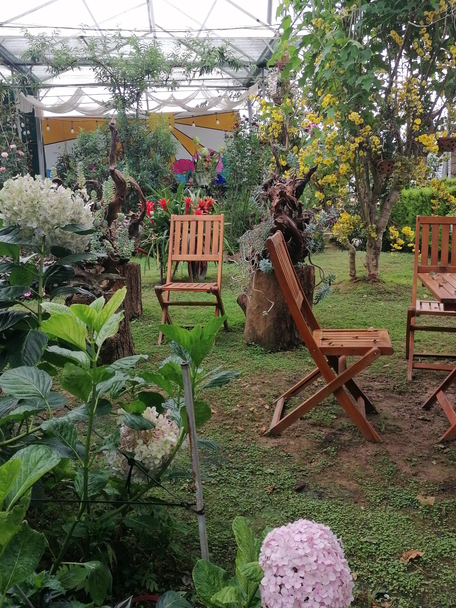 The image captures a vibrant and tranquil greenhouse garden, likely a recreational or cafe area, in Lạc Dương, Vietnam. The scene is lush with diverse plant life and features rustic wooden furniture, inviting relaxation.
In the foreground, large, blooming hydrangeas are prominent, with a cluster of white flowers on the left and a soft pink variety visible in the bottom right. Dense green foliage frames the edges of the picture. The midground features several wooden folding chairs, some with slatted seats and backs, strategically placed on an uneven grassy ground mixed with patches of soil. A striking, gnarled piece of natural wood, possibly a decorative root or driftwood, rests on a tree stump, serving as a focal point. Another tree stump supports various succulent-like plants. Bright red bromeliads add a splash of vivid color near one of the chairs.
The background is filled with more greenery, including trees adorned with abundant yellow blossoms, possibly flowering cassia or similar species. Behind the flora, a wall is visible, painted with a distinctive abstract pattern featuring large, sun-like shapes in yellow and white, with string lights strung across it. The entire setting is enclosed by the transparent or translucent roof structure of a greenhouse, with visible metal supports and white draped fabric, likely for shade.
The lighting is bright and diffused, indicating daytime within the covered environment. There are no people visible, suggesting a peaceful, unpopulated moment in this botanical retreat. The overall ambiance is one of natural beauty and quietude. No visible text is present in the image.