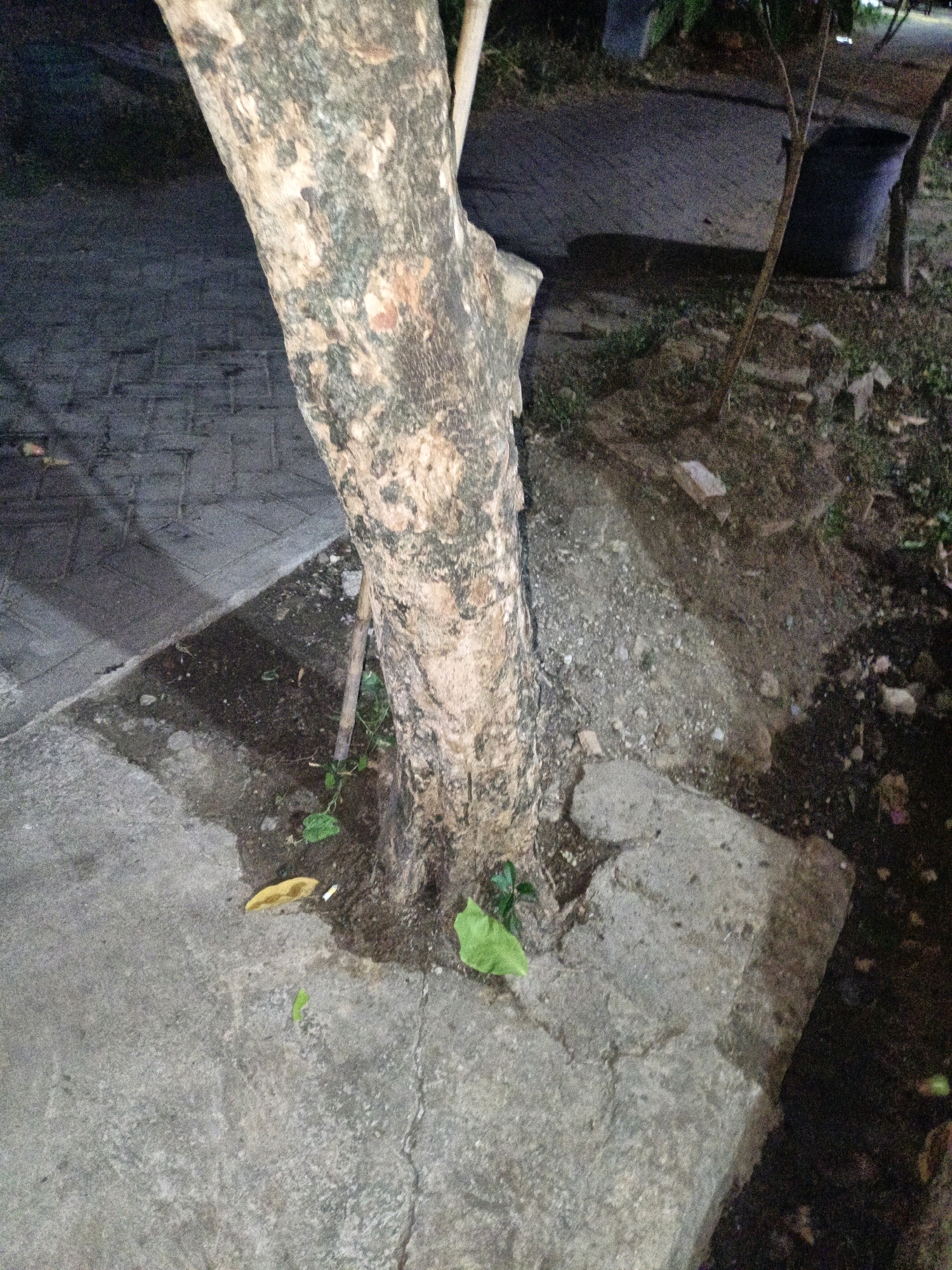 The image depicts a tree trunk emerging from the ground, with a concrete sidewalk to the left and a patch of soil with some scattered debris to the right. A small, thin sapling is visible to the right of the main tree trunk. The ground appears damp in places, and there are some small green leaves and a yellow leaf near the base of the tree. In the background, a dark surface, possibly a road or pathway, is visible, along with what appears to be a dark trash receptacle. The lighting suggests it may be evening or night. The location is identified as Cikal, Indonesia.