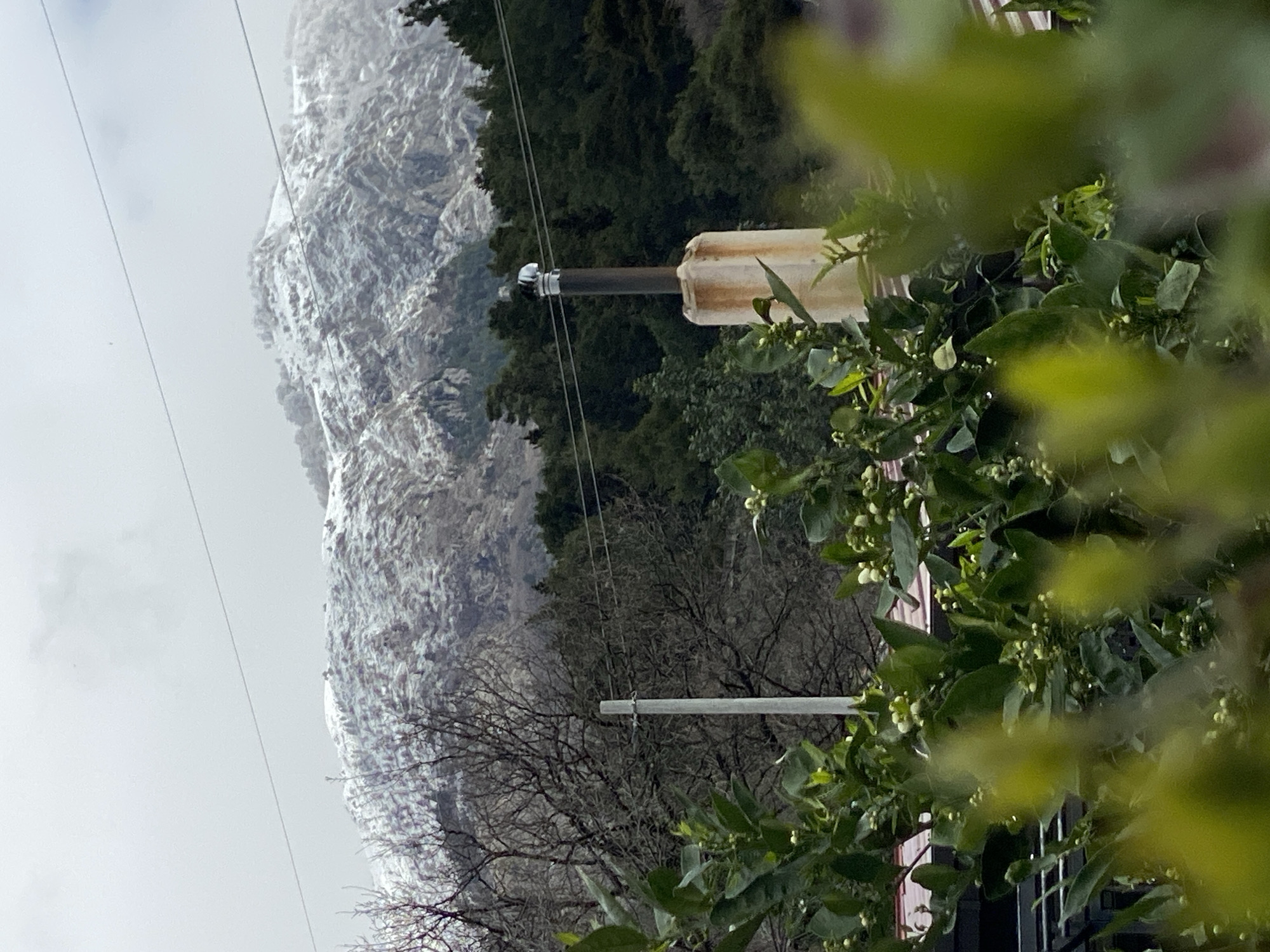 The image presents a snow-capped mountain range in the background, visible from an urbanized area in Budva, Montenegro. The sky is overcast and uniformly light grey. The mountain peaks and upper slopes are covered in significant patches of white snow, with dark green coniferous trees visible on the lower slopes. In the midground, bare deciduous trees with intricate branch patterns are present. A light-grey utility pole stands vertically, crossed by a thin, dark horizontal wire. To the right of the pole, a chimney structure rises, featuring a broad, light-colored base with visible rust staining, topped by a narrower, dark metal pipe capped with a reflective, domed metal cover. The foreground is occupied by dense, blurred green foliage, characterized by numerous small, white, spherical flower buds. Partial glimpses of building structures with reddish roofing are visible through the foreground vegetation. No people, discernible actions, or interactions are depicted.