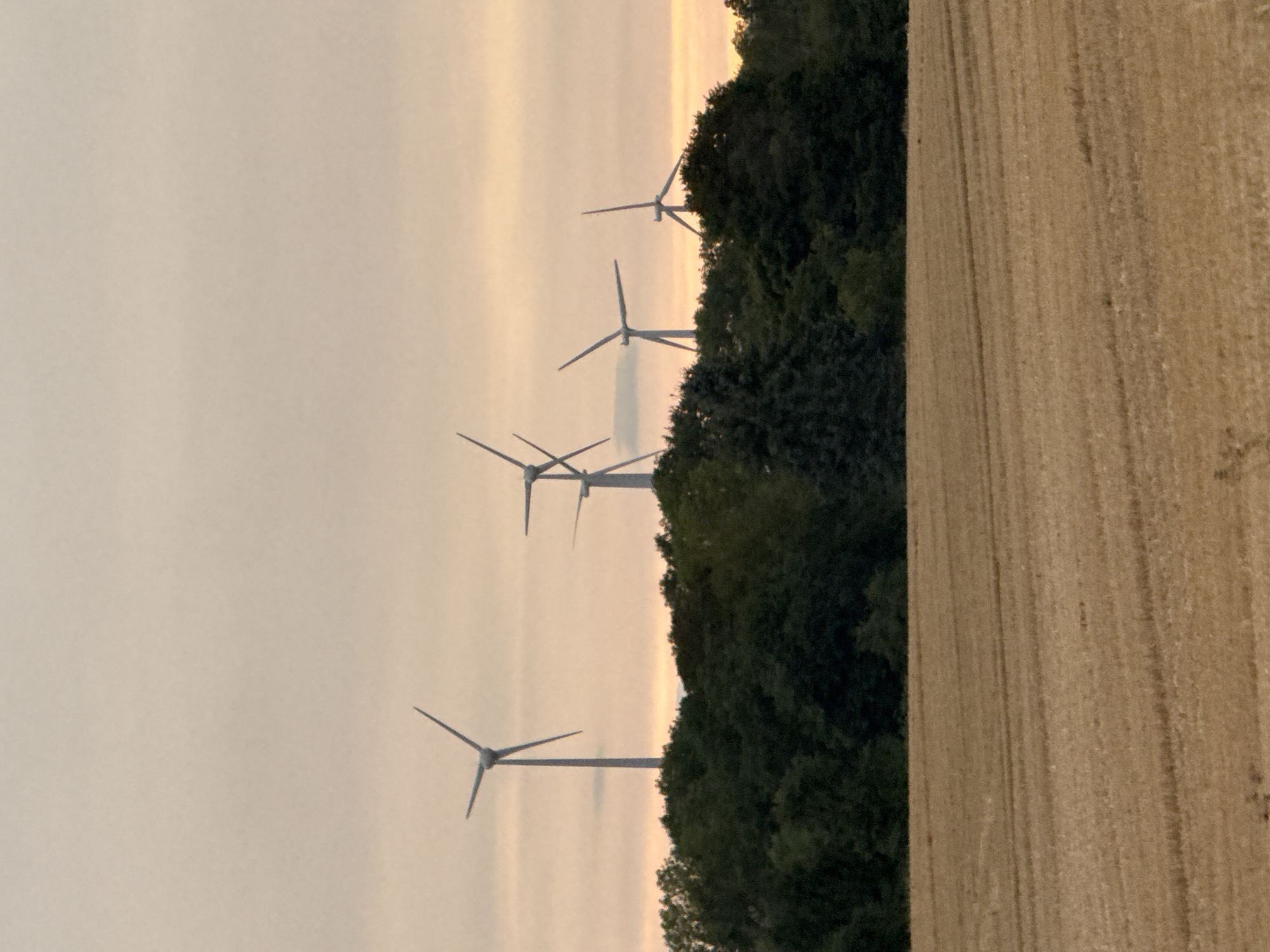 A landscape photograph depicts a field of stubble in the foreground, with rows of harvested wheat creating a textured brown surface. Beyond the field, a line of dark green trees forms a dense band across the middle ground. Silhouetted against a pale, overcast sky with hints of peach and yellow near the horizon are five wind turbines. The turbines are spaced out and positioned on top of the tree line, their slender white towers and rotating blades clearly visible. The overall impression is of a rural, windswept scene at dusk. The photograph was taken in Hohenstein, Germany.