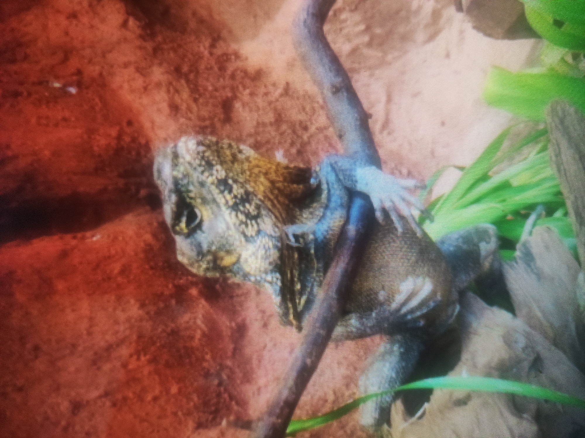 The image shows a close-up view of a lizard perched on a branch. The lizard has a textured, scaly skin with patterns of brown, yellow, and black. Its head is tilted slightly upwards, and its eyes are visible. The branch it is sitting on is brown and rough. The background consists of a reddish-brown rocky surface and some green foliage. The overall lighting is warm and somewhat diffused. The image is not taken in Kalush, Ukraine, or any identifiable urban environment; it appears to be a nature or zoo setting.