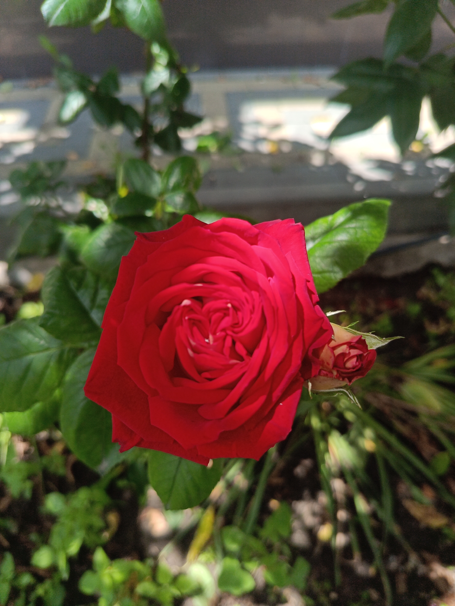 A close-up, eye-level shot focuses on a vibrant red rose in full bloom. The rose is positioned slightly to the left of the frame's center, with its petals unfurling in a spiral pattern. To the right of the main bloom, a small, tightly furled rosebud is visible, its sepals green and pointed.
The rose and its bud are surrounded by lush green foliage, some of which is in sharp focus, while other leaves in the background are blurred, creating a soft depth of field. The leaves exhibit a rich green hue, with some catching the sunlight.
The background consists of out-of-focus elements that suggest an outdoor environment. A horizontal line, possibly a wall or railing, is visible in the upper portion of the image, and beyond that, blurred shapes and colors hint at a building or other structures. The ground beneath the rose is a mix of dark soil and blurred greenery, including thin, grass-like blades.
The lighting appears to be natural daylight, with soft shadows and highlights accentuating the texture and form of the rose petals. The overall impression is one of natural beauty and a moment captured in a garden setting.