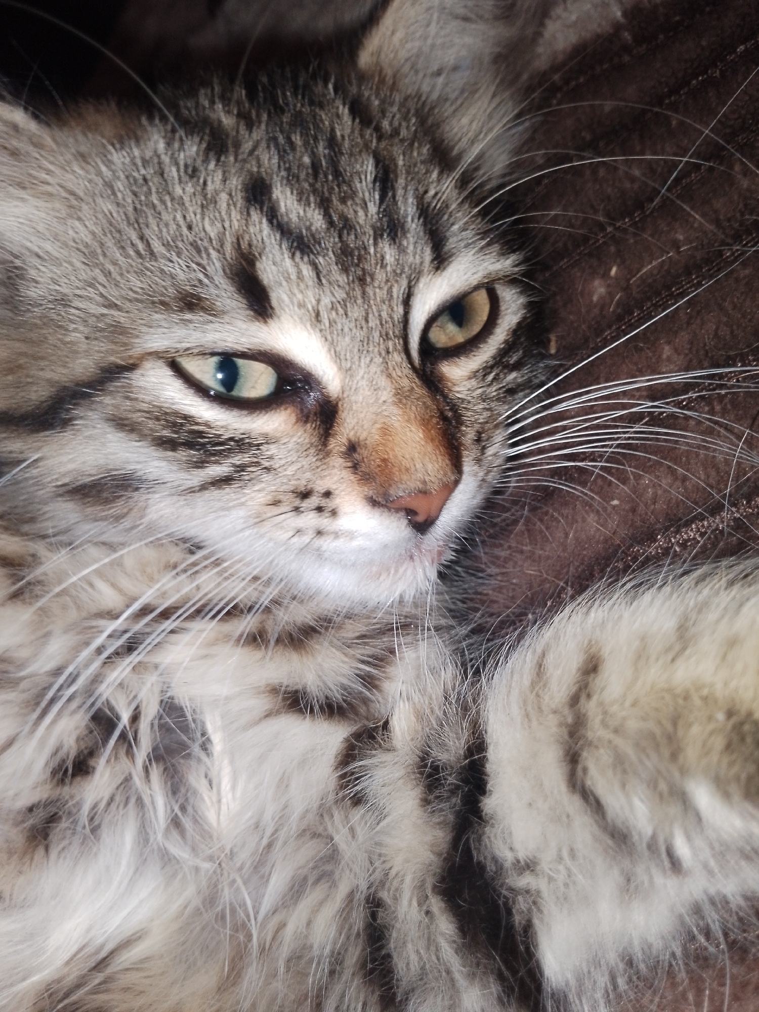 A close-up shot captures the face of a long-haired tabby kitten. The kitten's fur is a mix of gray, black, and brown tabby markings, with lighter fur around its nose and mouth. Its eyes are a striking light green with black pupils, and they are looking slightly to the right of the camera. The kitten's nose is a light pinkish-brown. Long, white whiskers extend from its muzzle. The background is a soft, brown, textured surface, possibly a blanket or upholstery, and it is out of focus. The image is lit from the side, highlighting the texture of the kitten's fur and whiskers.