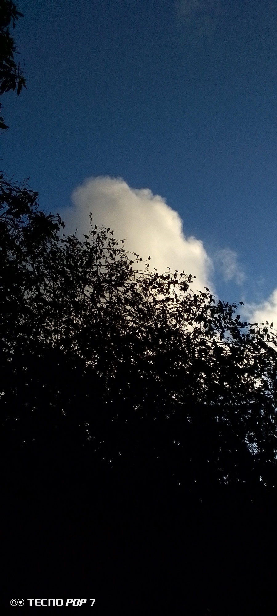 The image shows a partially obscured view of a blue sky with clouds, likely taken in the city of Altagracia, Venezuela. The lower portion of the image is dominated by the silhouetted branches and leaves of a tree, obscuring much of the scene. A large, puffy white cloud is visible behind the tree branches. The sky is a clear blue color, suggesting daytime conditions. The words "TECNO POP 7" are located in the lower left corner of the image.