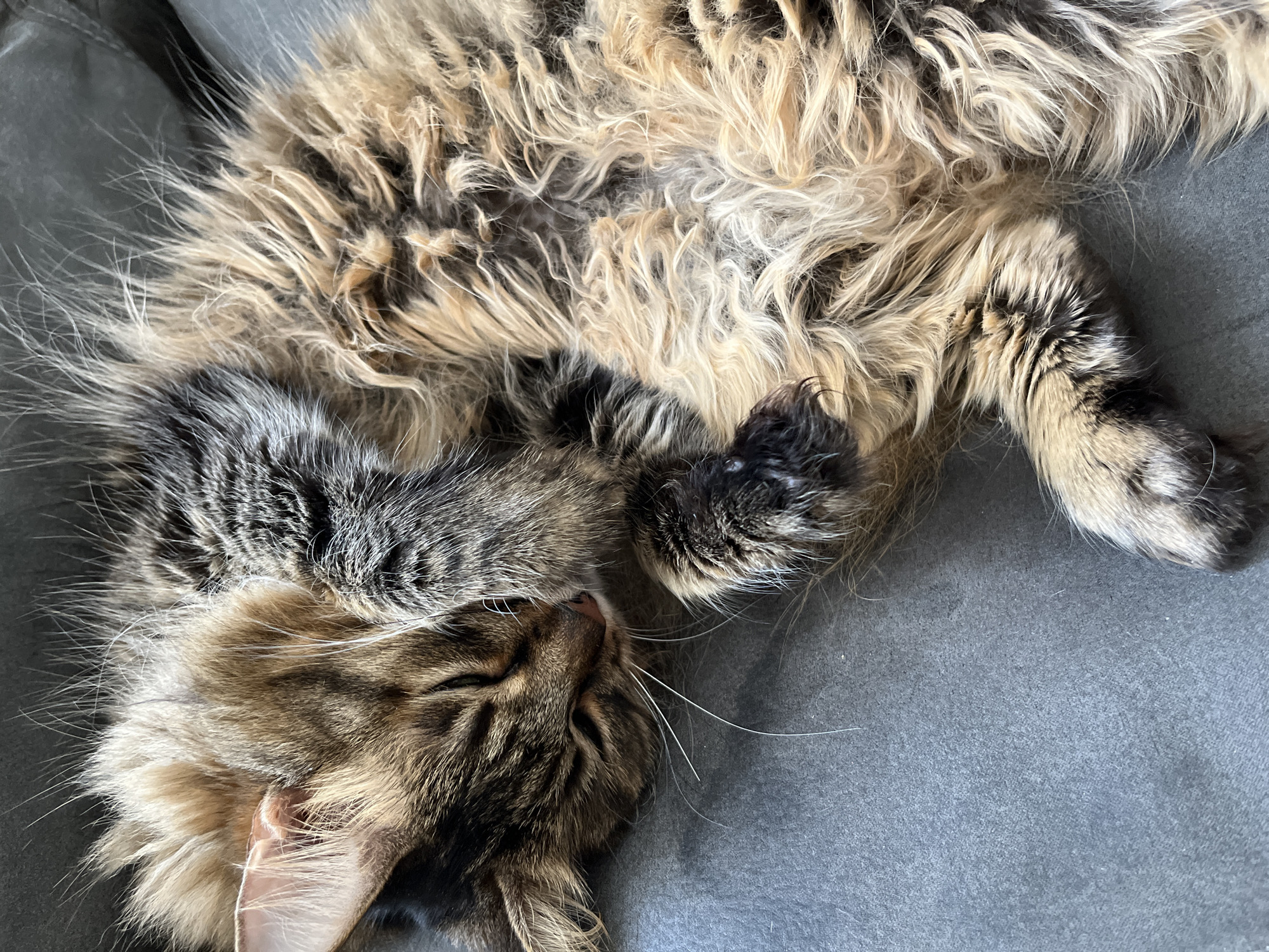 A close-up, overhead shot shows a fluffy, long-haired tabby cat sleeping curled up on a gray surface. The cat's fur is a mix of brown, black, and tan, with distinct tabby markings on its face. Its eyes are closed, and one paw is tucked over its face. The cat appears to be resting comfortably. The surface it is lying on is textured, suggesting it could be a couch or a blanket. The lighting is natural and soft, highlighting the texture of the cat's fur.