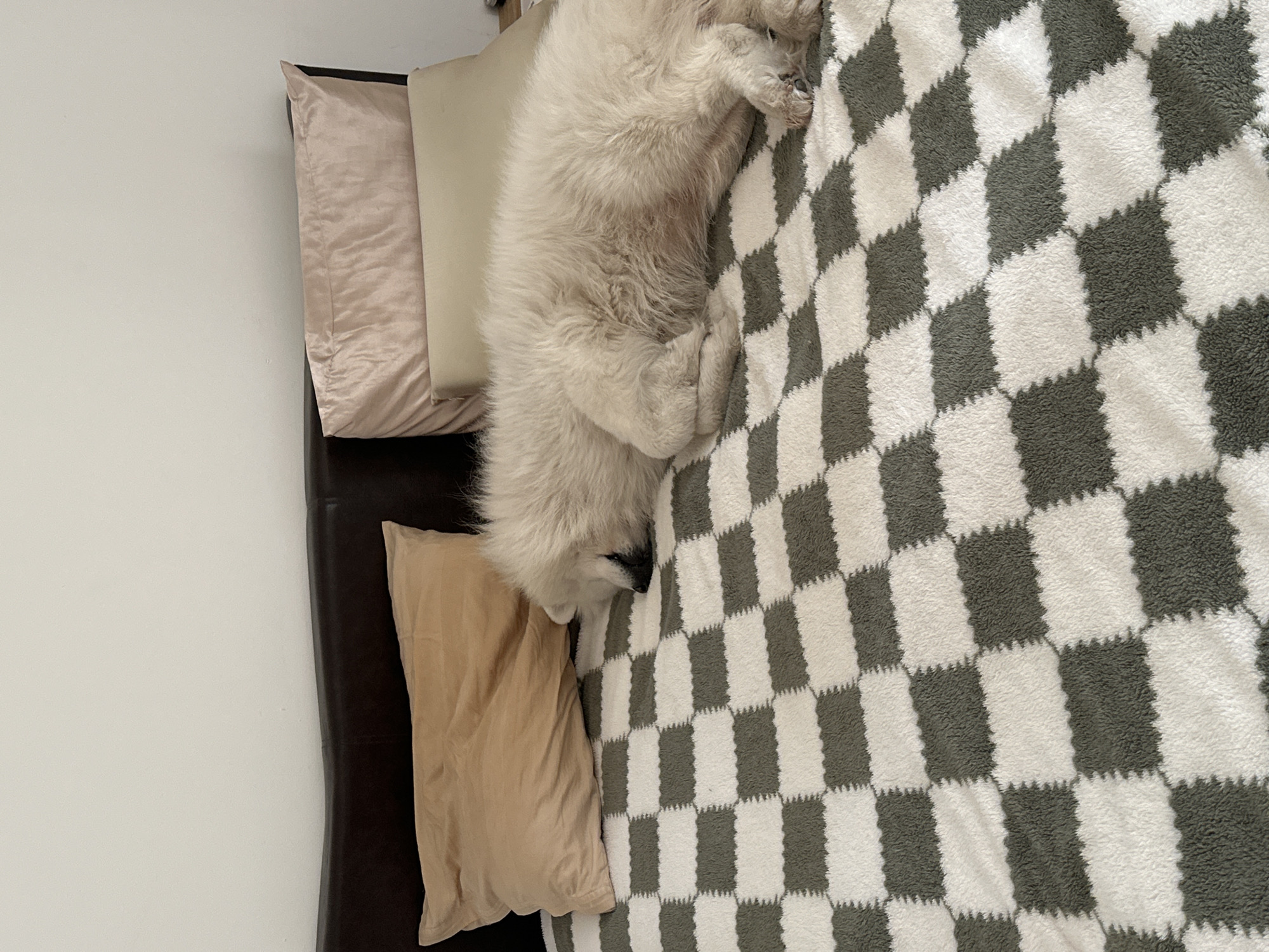 A fluffy white dog is captured resting peacefully on a bed in an indoor setting. The dog, which appears to be a Samoyed or similar breed, is lying on its side on a soft, fuzzy blanket that features a distinct gray and white checkerboard pattern. Its white fur provides a visual contrast against the blanket.
The bed includes a dark brown headboard. Two pillows are visible: one with a light pinkish-beige hue, and another in a light brown or tan color. The bed is positioned against a plain, light-colored wall, likely white or off-white, which dominates the left side of the frame. The scene suggests a calm and comfortable atmosphere. There are no visible human subjects, specific time of day cues, weather indicators, or discernible text within the image. While the location context is Šušanj, Montenegro, the image itself does not contain any specific visual elements to confirm this geographical detail.