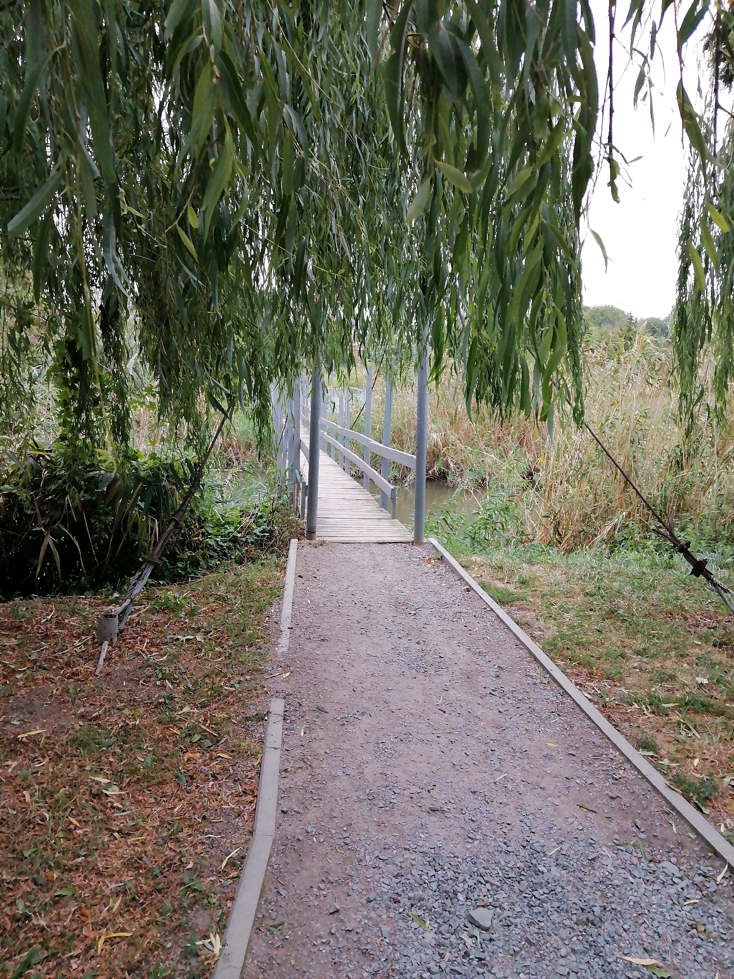 A narrow wooden footbridge with a metal railing spans a narrow, calm body of water. The bridge is approached by a gravel path that curves slightly to the right. The path is bordered by a concrete curb. Overhead, willow branches hang low, their leaves creating a dappled shadow effect. The surrounding vegetation is lush and overgrown, with tall reeds and grasses on the far bank of the water and dense green foliage to the left of the path. The scene is set outdoors in what appears to be a park or natural area, possibly located in Rostov-on-Don, Russia. There are no people visible in the image. The lighting suggests it is daytime, possibly overcast given the diffused light.
