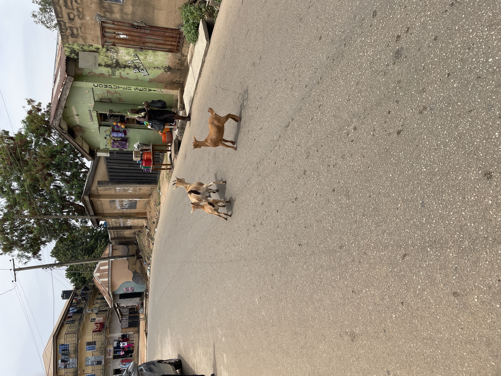 The image depicts a street in Jos, Nigeria. A group of three goats, varying in size and color (primarily light brown), are in the middle of the asphalt road. On the left side of the image, there is a building with green paint and a storefront, seemingly a computer repair shop, where a woman is standing, possibly engaging in commerce. Further down the street, there are other residential buildings. An overhead powerline and a car are visible on the periphery. The street appears to be moderately busy.