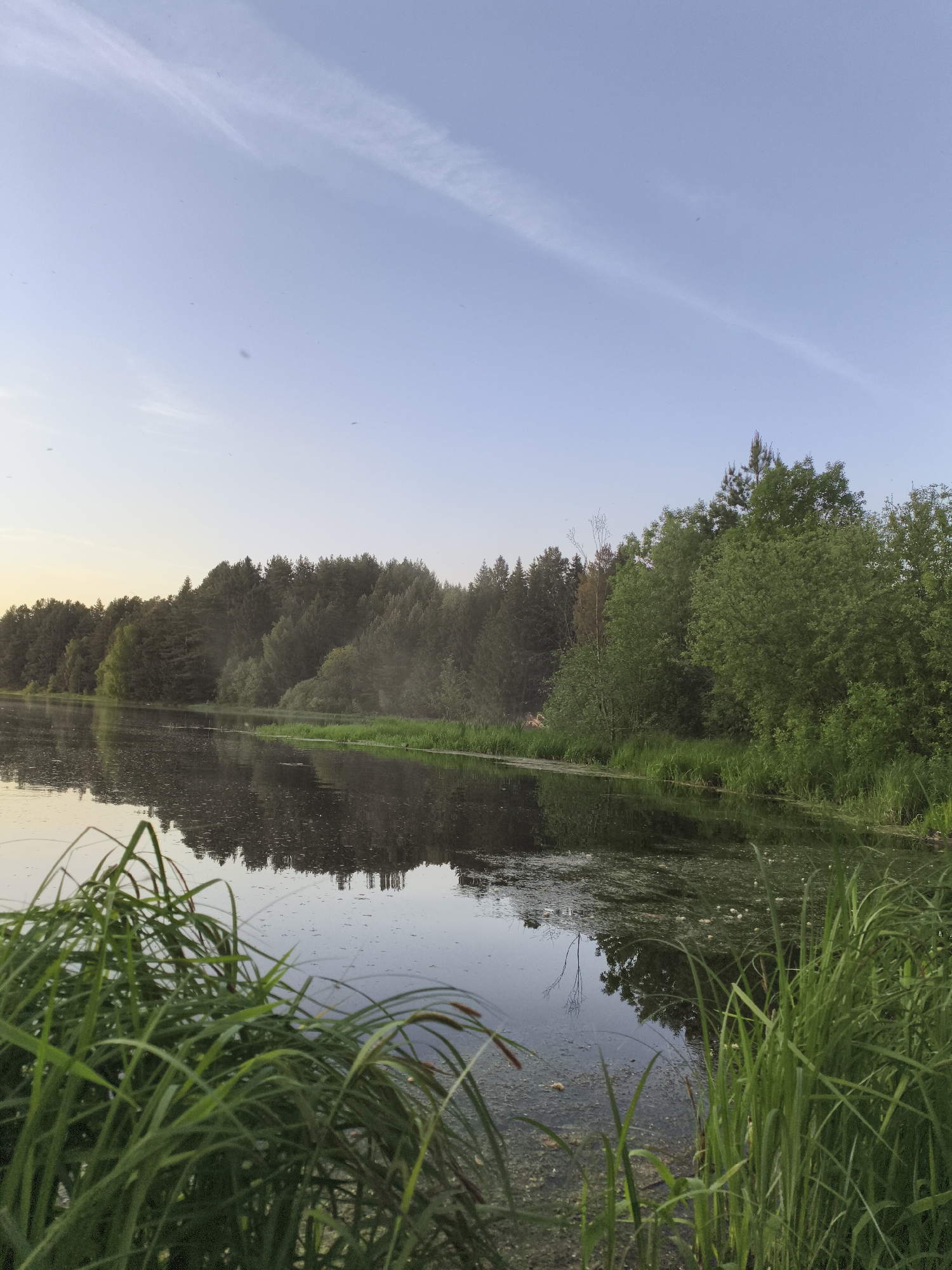 The image shows a body of water, likely a lake or wide river, reflecting the sky and the trees lining its banks. The sky is pale blue with faint streaks of clouds. The trees on the bank are a mix of deciduous and coniferous, forming a dense forest. In the foreground, tall green grass grows along the water's edge. The water itself appears somewhat murky, with some visible algae or sediment. The scene is a natural landscape, possibly located in the vicinity of Russkii Vozhoi, Russia, based on the context provided. No people or animals are immediately visible. The focus of the image is on the tranquil interaction between the water, the sky, and the surrounding vegetation.