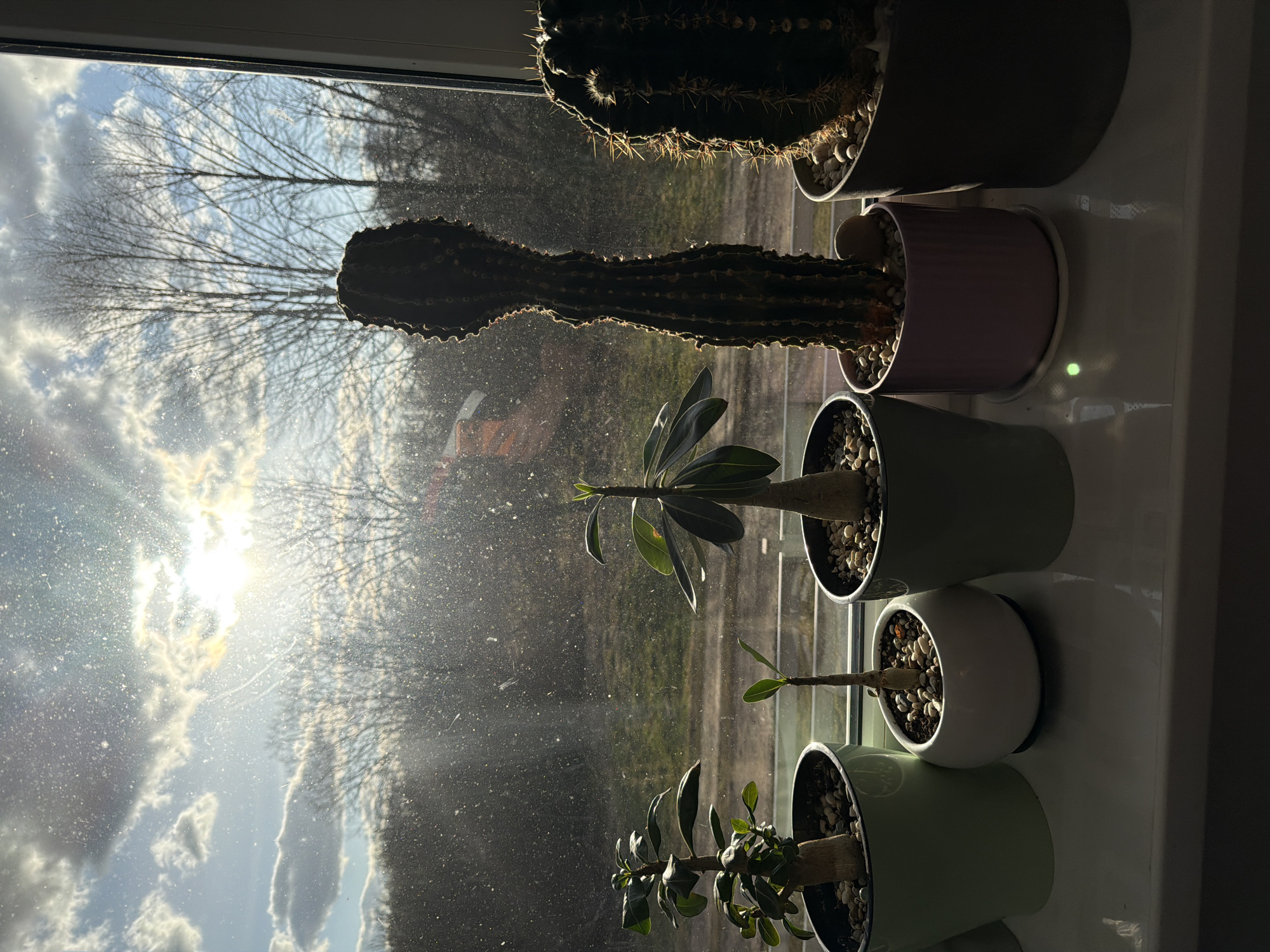 The image shows a row of potted plants on a windowsill. The plants include cacti and succulents. Outside the window, the sky is visible with trees in the background. The sunlight is shining through the window. The location of the image is not identified.