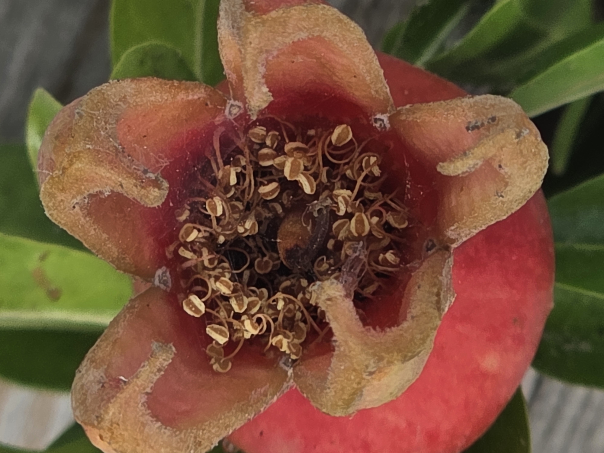A close-up, top-down view shows the stamen of a developing pomegranate fruit. The stamen are light brown with dark anthers, and they are clustered in the center of the fruit, which is predominantly red. The calyx, which is typically the leafy part of the flower, has dried and turned a reddish-brown color, with five distinct lobes. The fruit itself is round and red, with some green leaves visible in the background. The image is taken outdoors, likely in a garden or natural setting. There is no specific indication of the city of Baku, Azerbaijan.