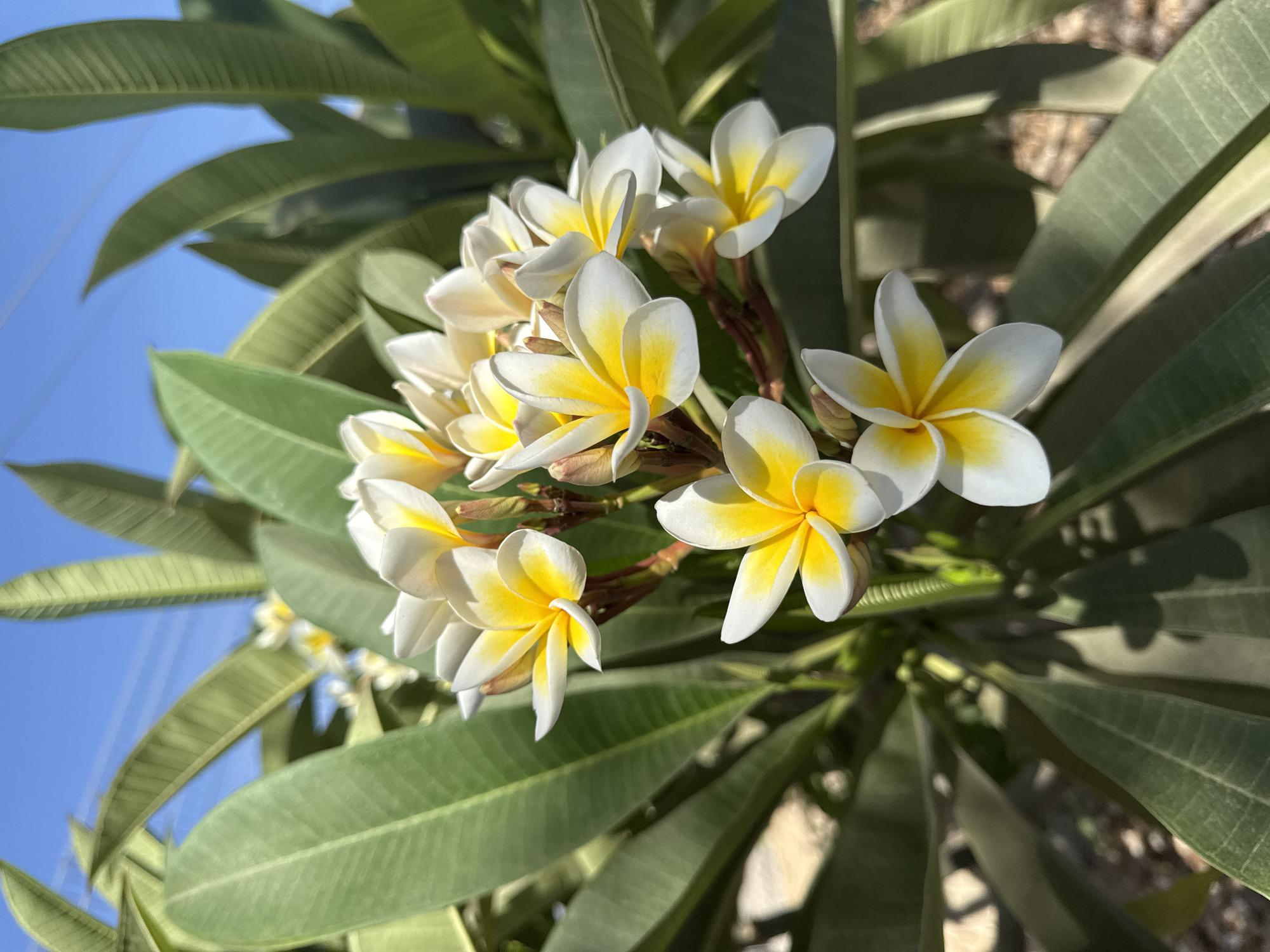 A close-up, eye-level shot features a cluster of white and yellow plumeria flowers against a backdrop of lush green leaves and a bright blue sky. The flowers are in various stages of bloom, with some fully open and others still budding. The petals are delicate and slightly curled, revealing a vibrant yellow center. The leaves are broad and elongated, with visible veins. The background shows hints of power lines and the sky. The image appears to be taken in an outdoor setting, likely a garden or park, in Lod, Israel.