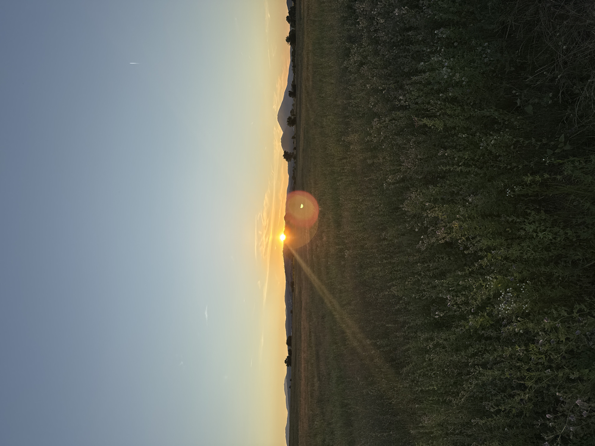 An outdoor, vertical, eye-level shot captures a sunset over a field in Noevtsi, Bulgaria. The sun, low on the horizon, emits a bright orange glow, creating a lens flare effect to the lower left. The sky transitions from a pale blue at the top to a warm yellow and orange near the horizon, with faint clouds scattered across the upper portion. In the distance, a silhouette of mountains forms the backdrop. A line of trees is visible along the mountain ridge. The foreground is dominated by a dense field of green grass and wildflowers, with some taller stalks of vegetation interspersed. The overall atmosphere is tranquil and natural.