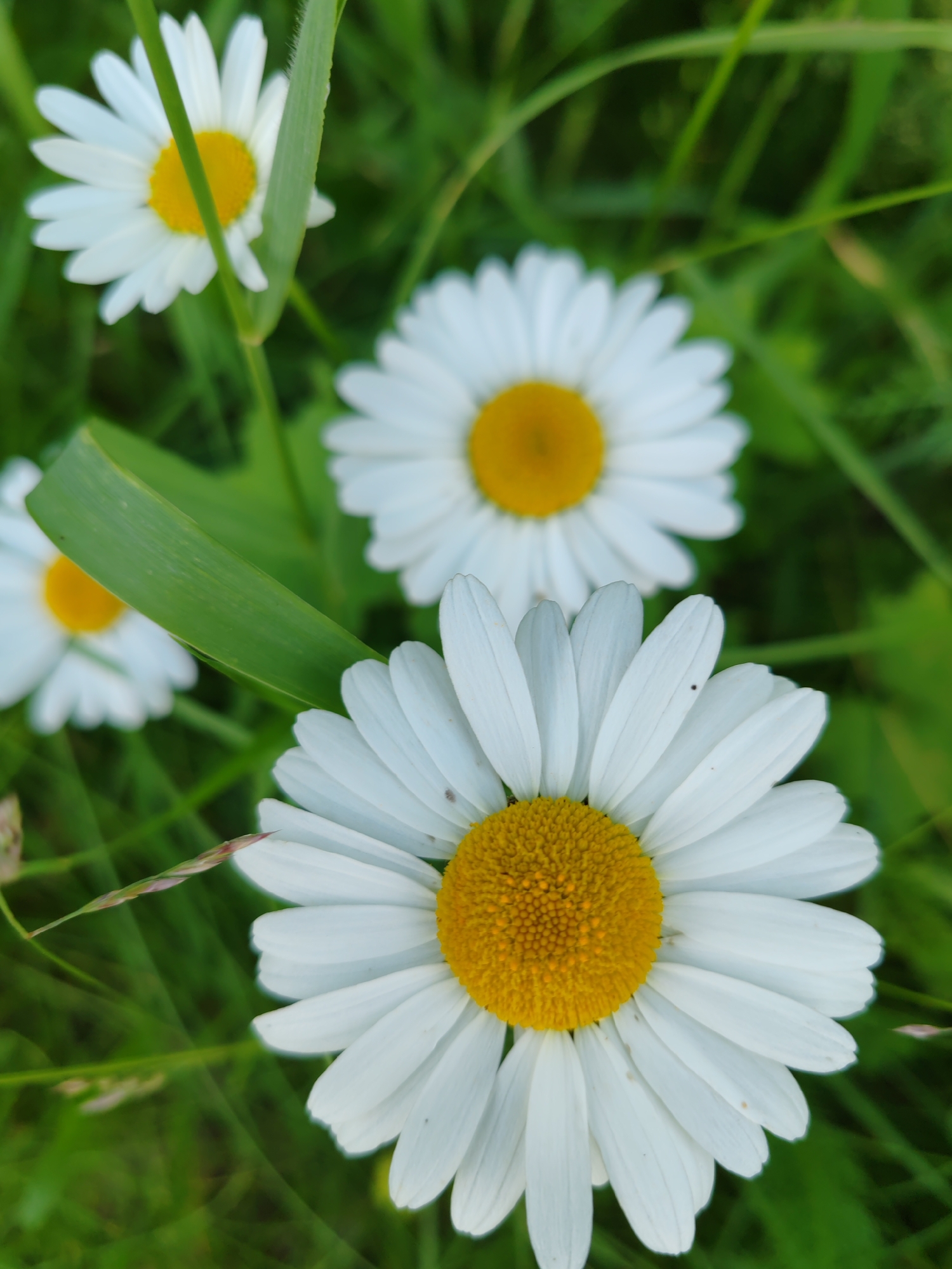 This media file is a close-up, vertical shot of several white daisies with yellow centers, nestled among green grass. The foreground features a daisy that is partially cropped, showcasing its white petals and vibrant yellow center. In the background, more daisies are visible, some in focus and others slightly blurred, creating a sense of depth. The lush green grass serves as the backdrop, suggesting an outdoor, natural setting.
The lighting appears soft, indicating it might be daytime, possibly morning or late afternoon, with diffused sunlight. There are no people or specific activities depicted; the focus is solely on the flowers and their natural environment. Notable details include a single blade of grass extending diagonally across the frame in the mid-ground, and a few small specks on the petals of the foreground daisy. The overall mood is serene and tranquil, evoking the beauty of nature. No text is visible in the image. The implied location context is Чухлэм, Russia.