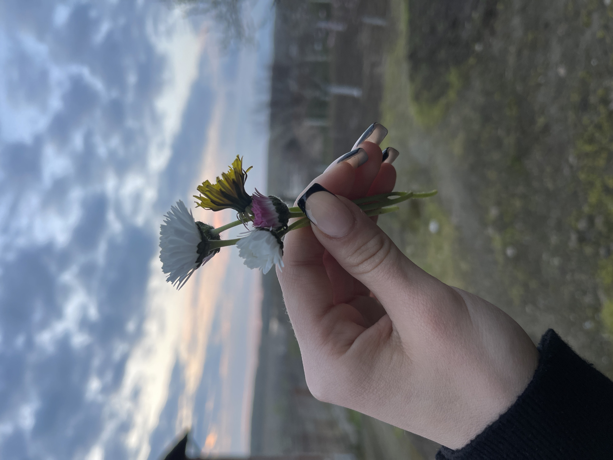 A hand with manicured nails holds a small bouquet of daisies and a dandelion against a blurry background of a cloudy sky and foliage. The location is indeterminate, but potentially Somovit, Bulgaria.
