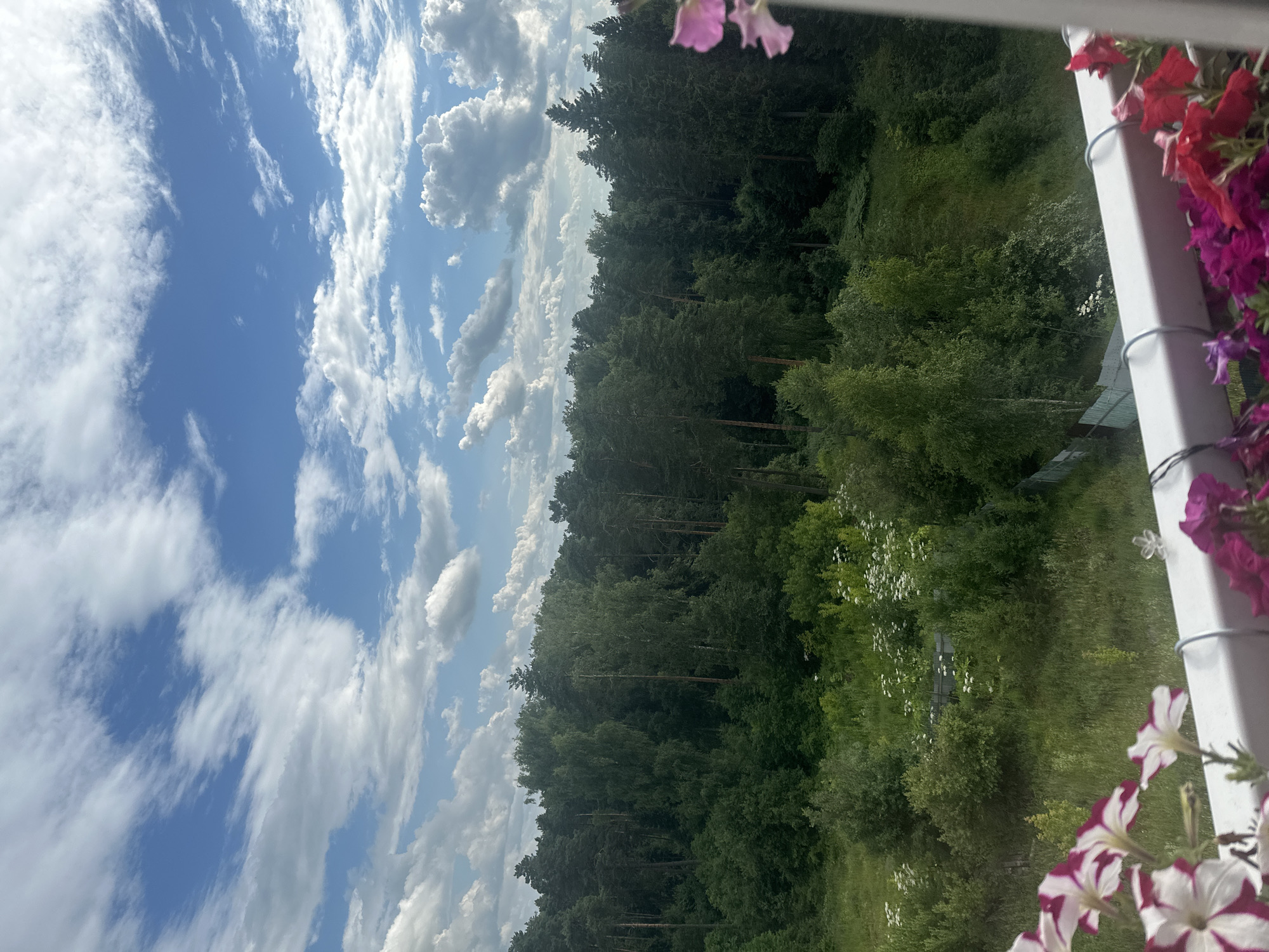 The image displays a panoramic view of a dense forest under a sky filled with scattered white clouds against a vibrant blue backdrop. In the foreground, a white railing is visible, adorned with a profusion of blooming petunias in shades of pink, white, and deep magenta. The lush green forest dominates the midground, characterized by a variety of trees, including tall pines and deciduous trees. A gently sloping, overgrown field with scattered white wildflowers extends from the forest's edge towards the foreground, with a section of white picket fence visible in the lower left quadrant. The overall scene is one of natural beauty and tranquility. The location is Snt Del'fin, Russia.