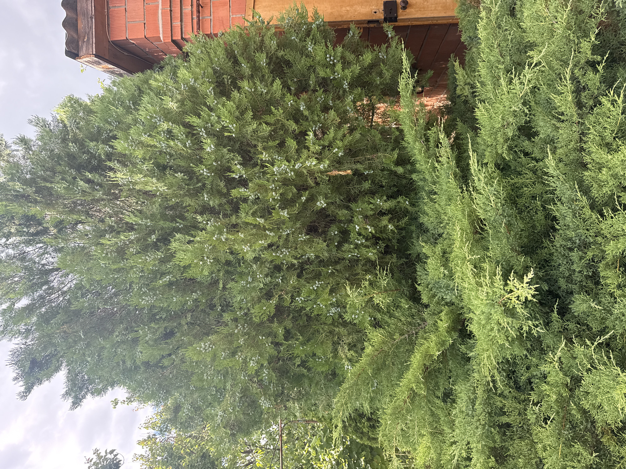 The image shows a close-up of dense evergreen trees, likely junipers, with scale-like foliage and small, pale blue berries. The trees fill most of the frame, with their branches overlapping and creating a textured green surface. In the upper left, a portion of a building is visible, featuring red brickwork and a wooden overhang, suggesting an outdoor setting. The sky is overcast and pale grey, indicating a cloudy day. The lighting is soft and diffused, consistent with an overcast sky, and no shadows are strongly defined. The scene appears to be a residential garden or yard, given the proximity of the trees to the building. The orientation of the image is vertical. There is no visible text in the image.