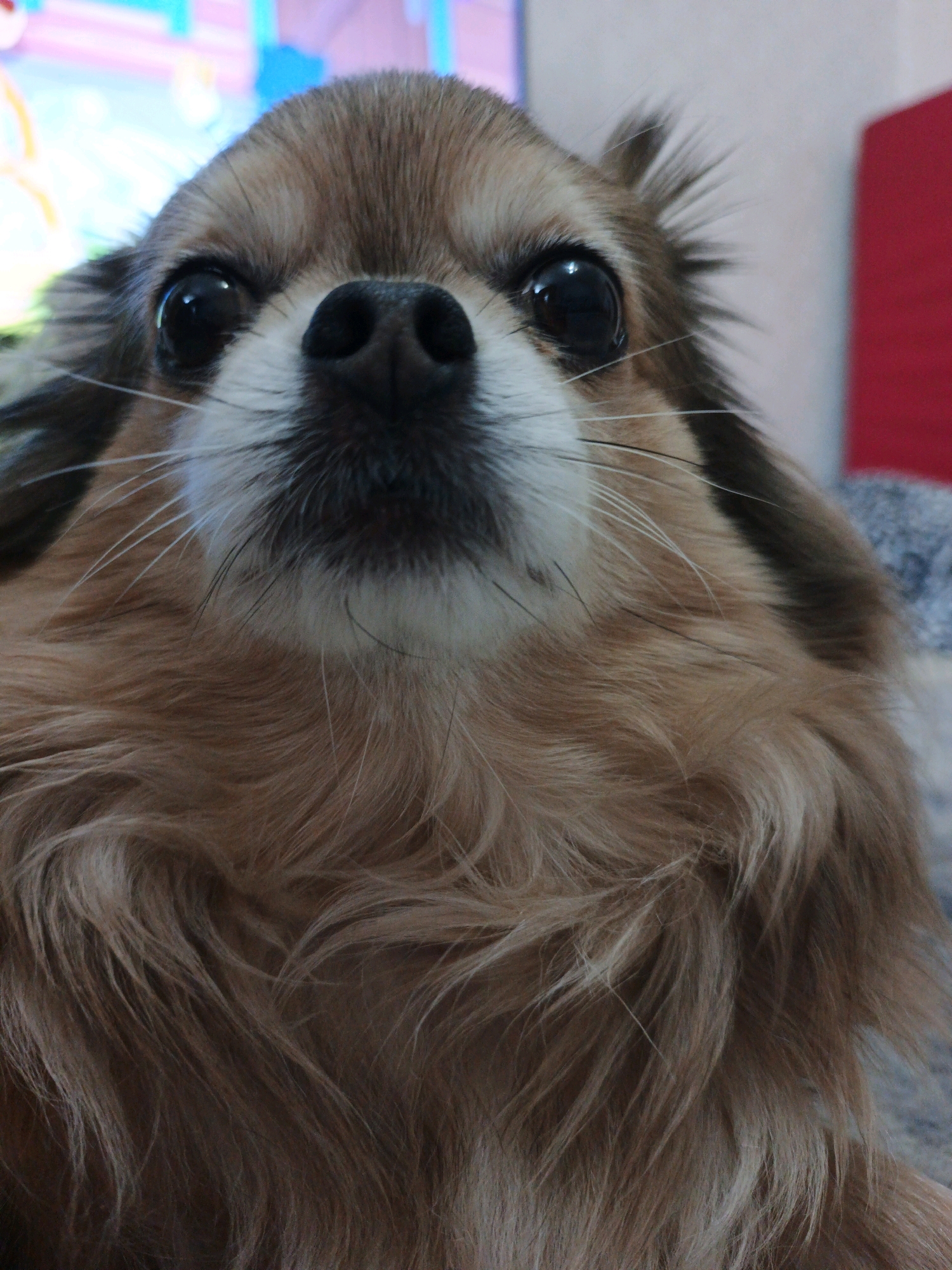 The image is a close-up, low-angle shot of a long-haired Chihuahua dog's face. The dog has large, dark eyes, a black nose, and light brown and white fur. Its whiskers are prominent. The background is blurred, with hints of a colorful screen or display in the upper left corner and a red object to the right. The dog appears to be resting on a textured surface, possibly a blanket or furniture. There is no information in the image that would suggest a location in Zlatoust, Russia.