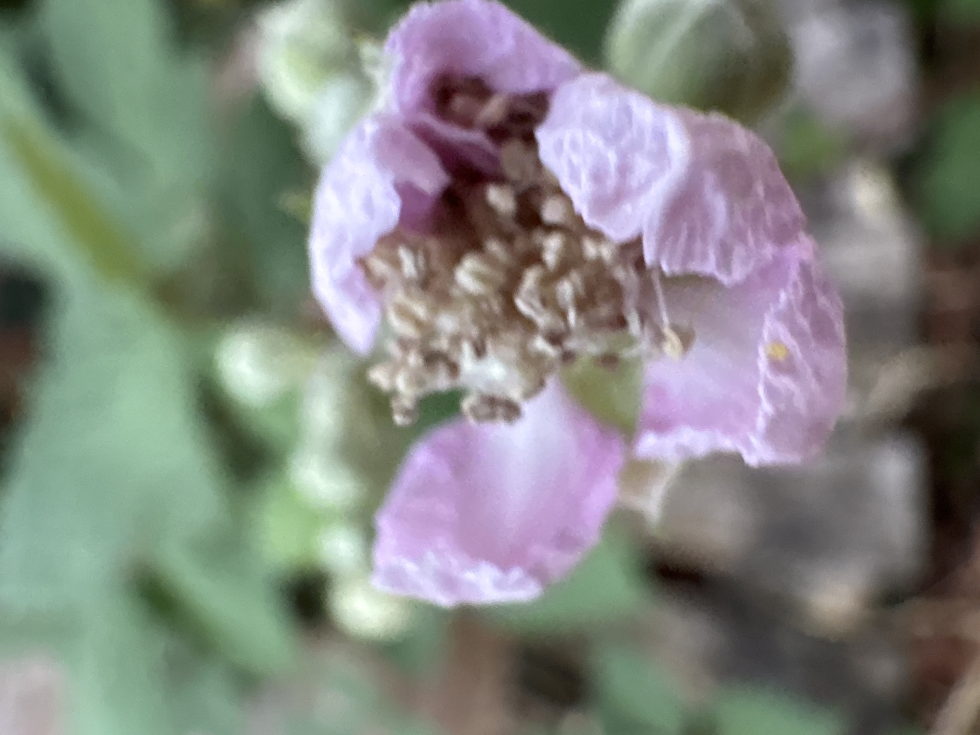 A close-up, slightly out-of-focus shot shows a light pink flower with a cluster of brown stamens in the center. The petals are delicate and slightly crinkled. The background is a blur of green foliage, suggesting an outdoor natural setting. There are no people or man-made objects clearly visible. The image appears to have been taken in a garden or park environment. No specific location in Chelmsford, United Kingdom can be identified from the visual information.