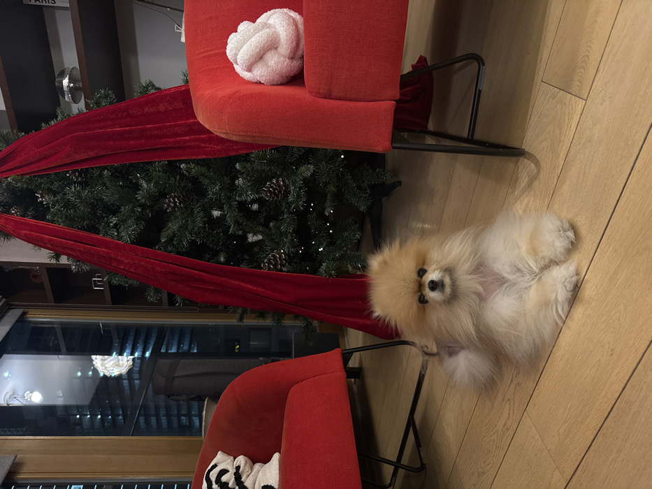 A fluffy, light-colored Pomeranian dog lies on its back on a wooden floor, looking at the camera. Two red chairs are visible, one with a white knot pillow and the other with a white and black pillow. A green Christmas tree with pinecones is draped with a red velvet cloth, and a window shows lights reflecting in the distance.