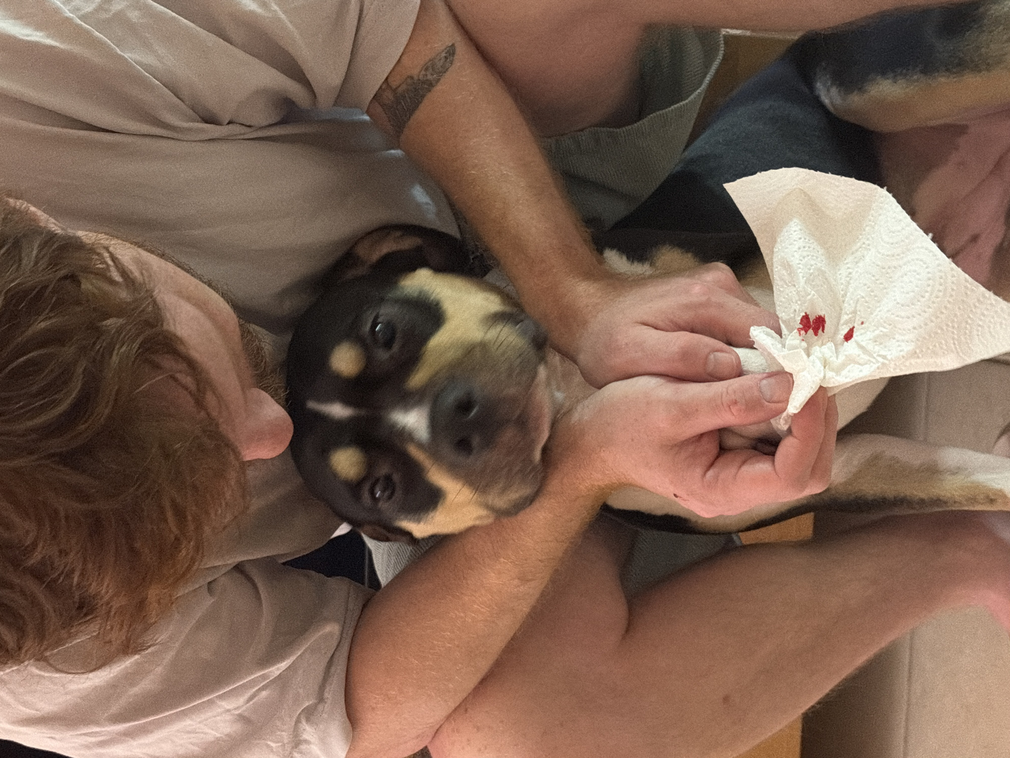 A close-up, top-down shot shows a man attending to a dog with a bleeding wound. The dog, a short-haired breed with black, tan, and white markings, is lying on its back in the man's lap, looking up at the camera with a concerned expression. The man, fair-skinned with reddish-brown hair, is holding a white paper towel with small spots of blood on it, presumably applying pressure to the wound. His arms are visible, one bearing a tattoo. The man is wearing a light-colored t-shirt, and the dog's black and white underside is also visible. The environment appears to be indoors, possibly on a couch or bed, with a neutral-toned background. There is no indication of the location being Tel-Aviv, Israel.