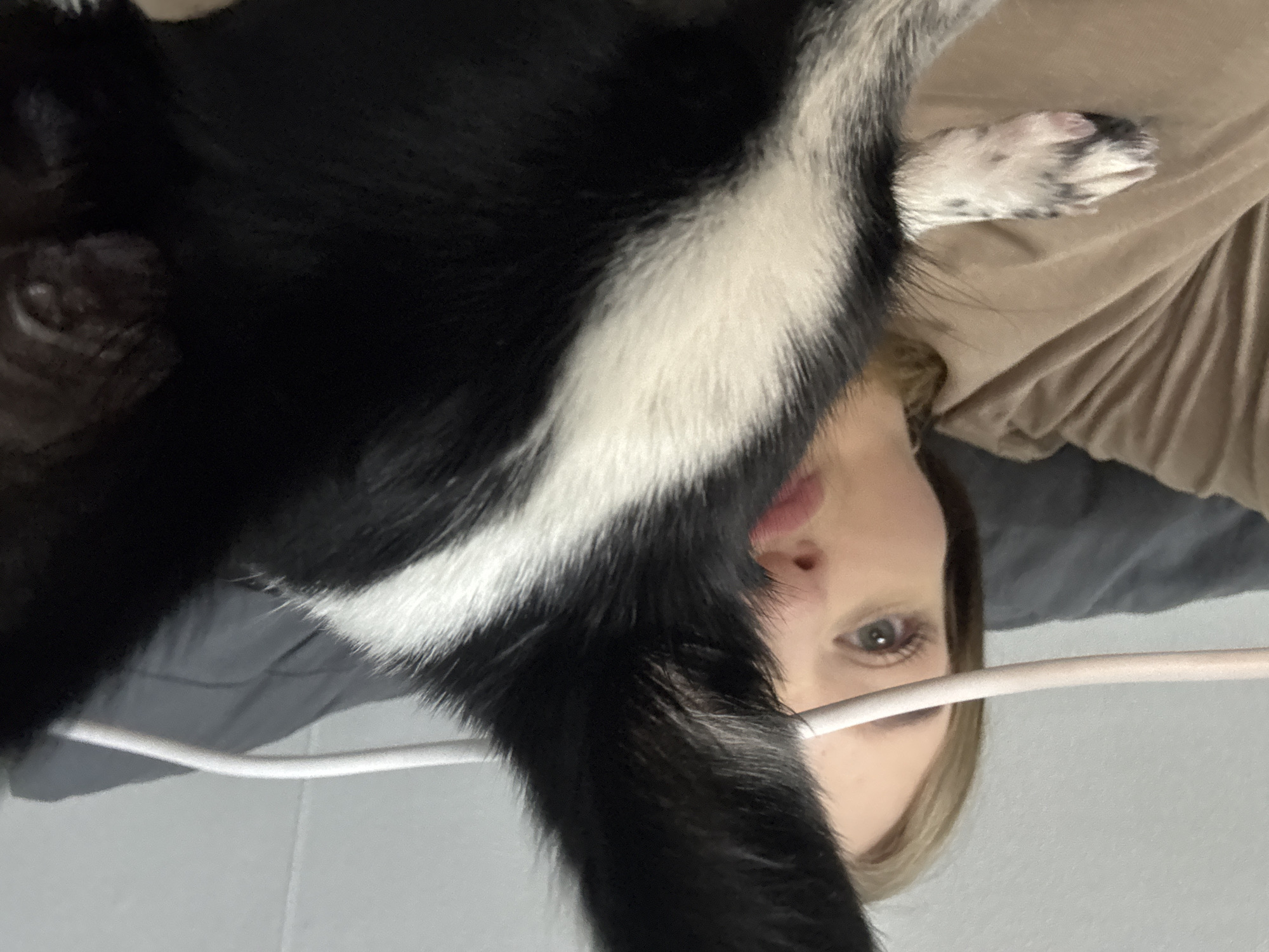 A woman is lying down and partially obscured by a black and white dog which is standing above her. The woman's face is partially visible, showing her eye and lips. She has blonde hair. The dog's fur is black with a white stripe. The dog's paw is visible. The background includes a gray sheet, a beige shirt, and a white wall. A white object is in front of the woman's face. The location is not identified.