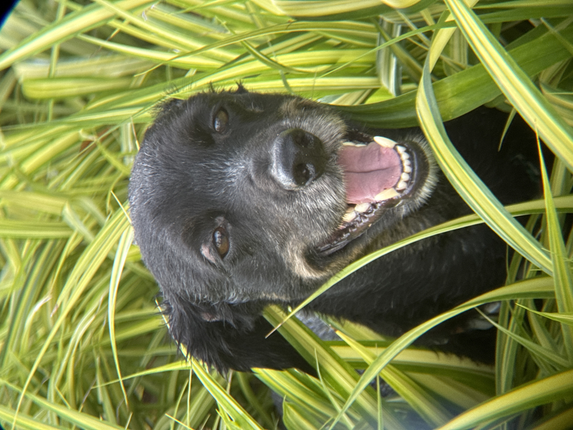 The image shows a close-up of a black dog's face, partially obscured by tall, green and yellow striped grass. The dog is panting with its mouth open, revealing its pink tongue and teeth. Its eyes are dark and alert, and its ears are perked. The background is a blur of green grass, suggesting an outdoor setting. The lighting is bright, indicating it is daytime. There are no people or man-made structures visible. The image was taken in Nha Trang, Vietnam.