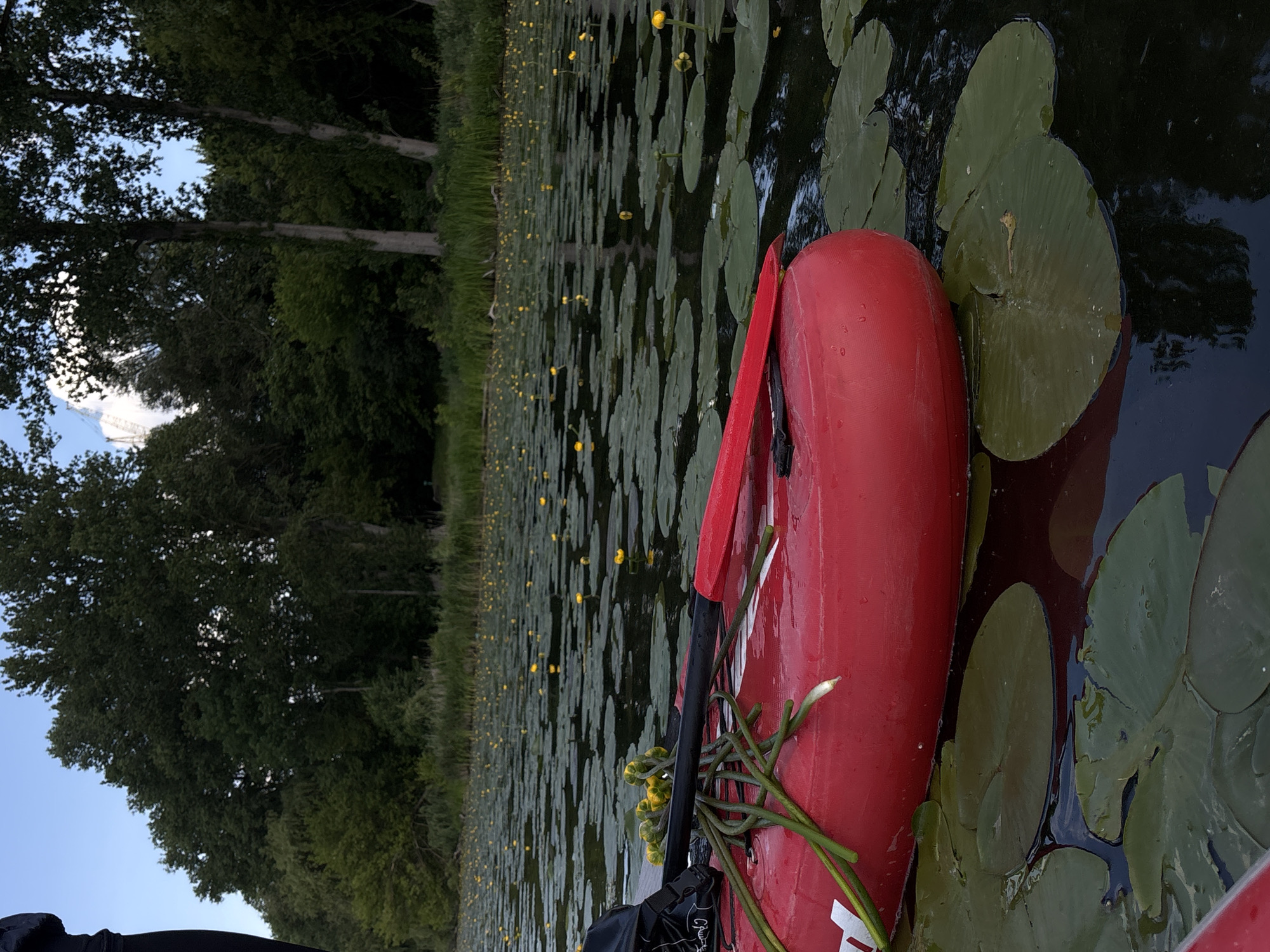 A close-up shot shows a bright red inflatable boat on a lake covered in lily pads and small yellow flowers. A paddle, with a black handle and red blade, rests on the boat, along with a bundle of green stems with yellow buds. The background features a dense line of trees and a clear blue sky. The scene is tranquil and appears to be in an outdoor, natural setting. The location of Bila, Ukraine is not visible in the image.