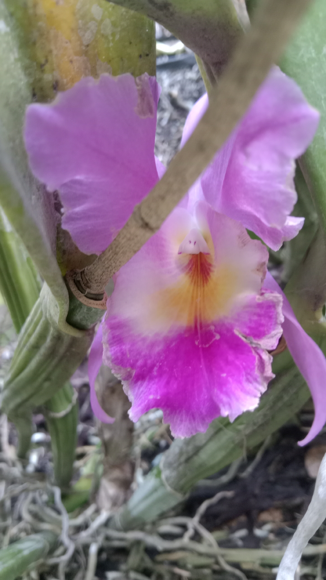This is a close-up, vertical, slightly high-angle shot of a vibrant pink and yellow orchid bloom. The orchid is the primary subject, filling most of the frame. Its petals are ruffled and textured, with a gradient of deep pink at the edges transitioning to a lighter pink and then a creamy yellow at the center. The center of the bloom features a striking pattern of orange and red veins radiating outwards, forming a distinct focal point.
The orchid is supported by thick, green, segmented stems and aerial roots. Some of these roots are visible in the foreground and background, appearing greyish and woody. The background is out of focus, showing a mix of muted greens from other foliage and a darker, indeterminate ground cover, possibly soil or mulch. A thin, brown twig or branch runs diagonally across the upper portion of the bloom, partially obscuring it.
The image appears to have been taken outdoors, given the natural light and plant life. There is no indication of people or any specific urban features that would pinpoint a location within Kediri City, Indonesia. The scene is purely botanical and focuses on the intricate details of the orchid.