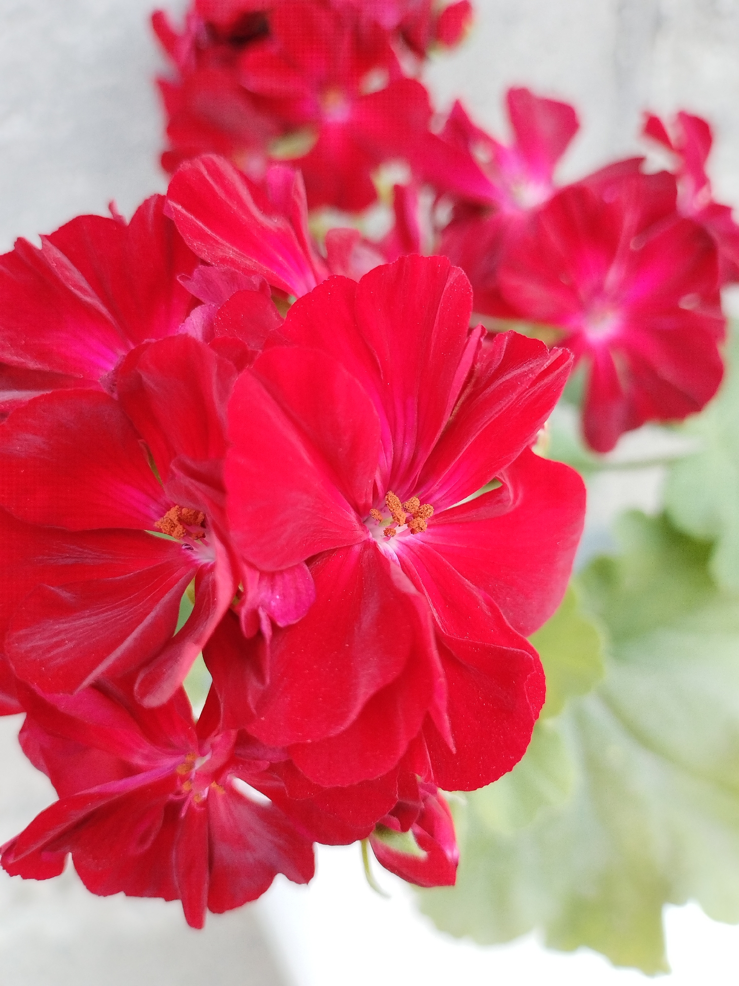 A close-up, vertical shot focuses on a cluster of vibrant red geranium flowers. The flowers are in various stages of bloom, with some fully open and others still tightly furled. The petals are delicate and slightly ruffled, with a velvety texture. In the center of the open flowers, delicate orange stamens are visible. The background is softly blurred, with a light-colored, possibly textured surface on the left, and out-of-focus pale green leaves on the right. There are no people or animals present in the image. The scene is likely a garden or indoor potted plant.
