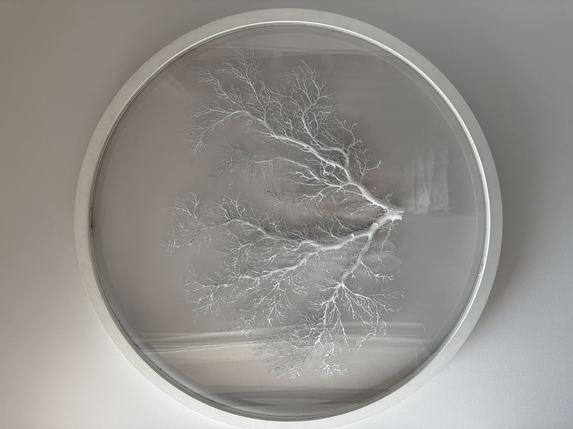 A round, white-framed art piece is prominently displayed on a plain, light-colored wall. The artwork features an intricate, three-dimensional, white branching structure, reminiscent of dried coral or a skeletal tree branch, enclosed behind a clear, reflective cover. The branching object is highly detailed, with numerous delicate offshoots creating a complex pattern against a slightly darker, grayish background within the frame.
The art piece is positioned centrally in the frame, angled slightly, with its main stem extending from the right side towards the center. Subtle shadows are visible beneath the branches, indicating its three-dimensional nature and adding depth to the composition. The clear covering over the art shows reflections, suggesting a smooth, glossy surface like glass or acrylic. The white circular frame itself is simple and clean, although one of the cropped images shows a minor scuff mark on its outer edge around the 3 o'clock position.
The surrounding wall is uniformly painted in a light, neutral tone, providing a minimalist backdrop that allows the art to be the focal point. There is no discernible activity taking place, nor are there any people present. The lighting is soft and even, without strong shadows from an external light source, indicating indoor conditions. No text is visible in the image. The overall aesthetic is one of calm and natural simplicity.