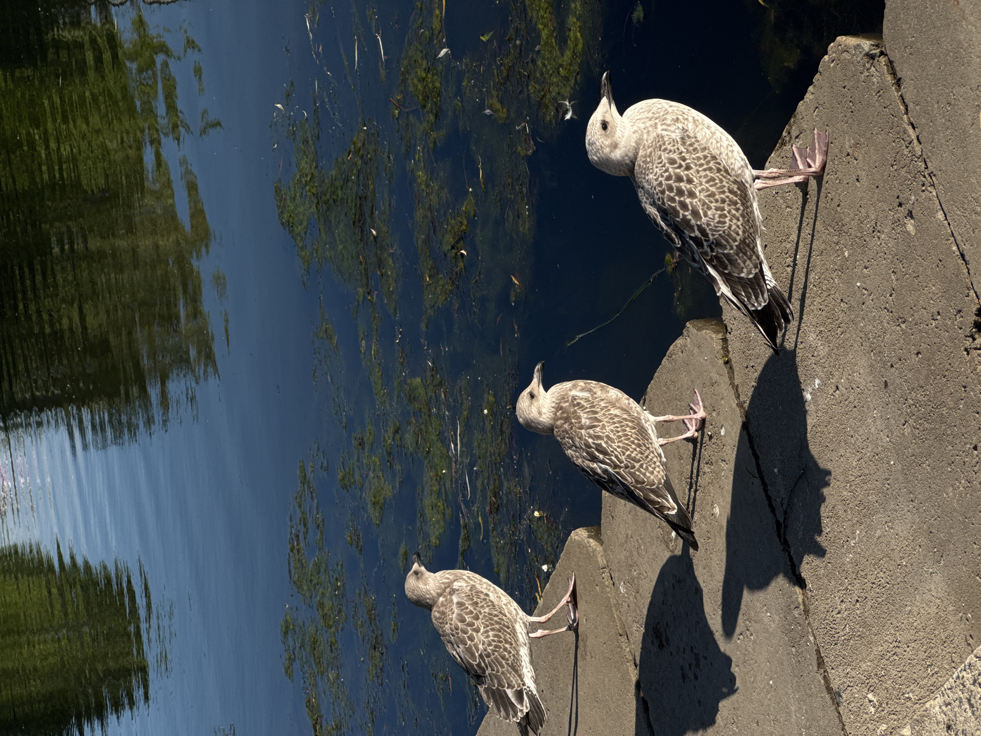 This media file captures a sunny daytime scene with three seagulls perched on the edge of a concrete embankment next to a body of dark water. The water's surface is partially covered with green aquatic vegetation and shows reflections of the surrounding environment, including what appears to be trees and sky. The seagulls, with their distinctive grey and white patterned feathers, are facing away from the viewer and towards the water, with their beaks pointed upwards as if observing something. One seagull is slightly further back than the other two. The concrete surface is rough and shows some cracks and shadows cast by the birds and the sun. The overall impression is a peaceful, natural moment in an urban or semi-urban setting, possibly a park or waterfront area in Minsk, Belarus. The bright sunlight suggests fair weather. No text is visible in the image.