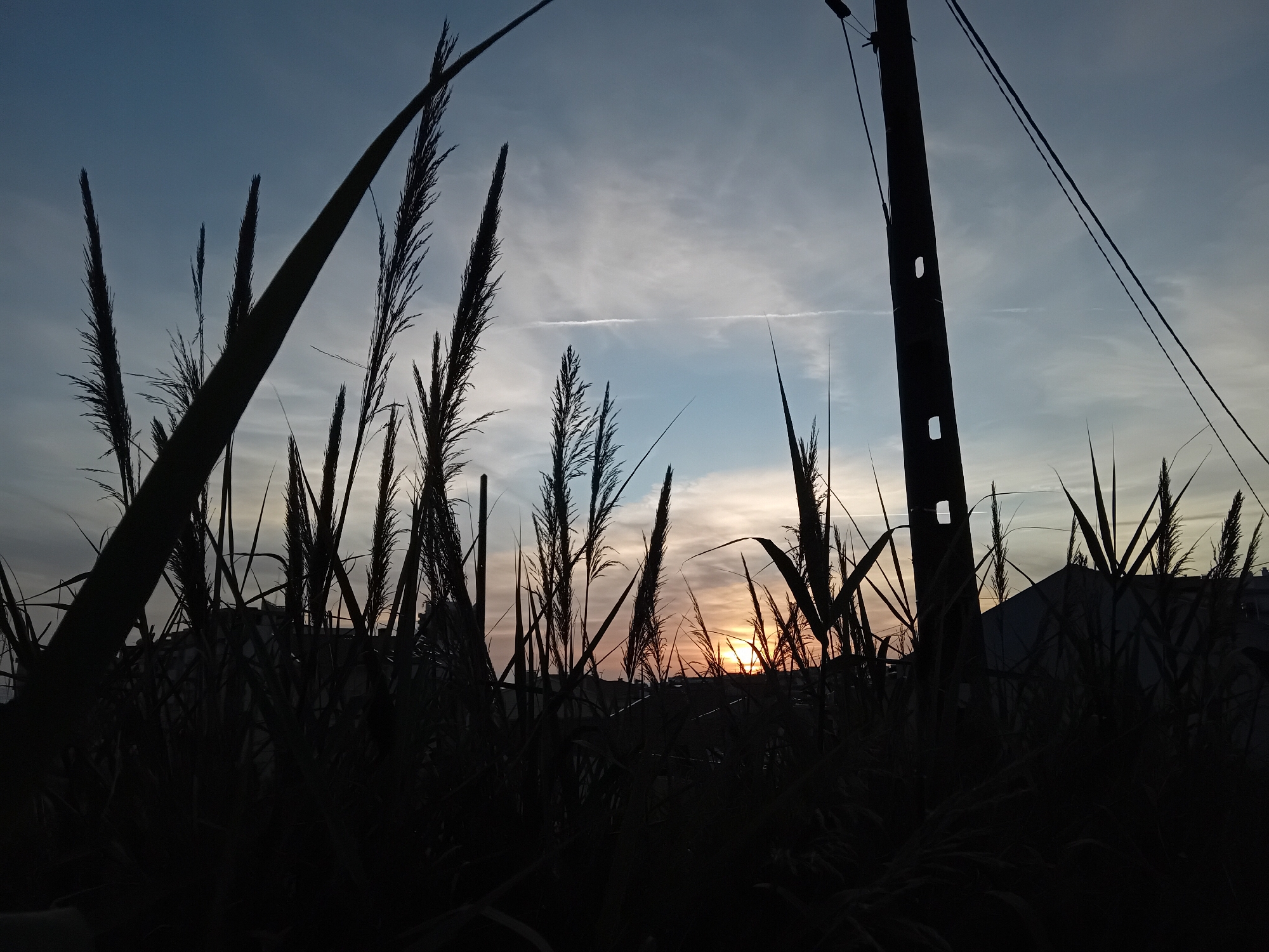 The image captures a serene outdoor scene at either sunrise or sunset, characterized by strong silhouettes against a colorful sky. In the foreground, a dense thicket of tall grasses or reeds dominates the lower half of the frame, appearing as dark, jagged shapes. Their feathery tops and slender blades are sharply defined against the brighter sky. To the right, a utility pole stands vertically, also in stark silhouette, with several wires extending horizontally from its top. The pole has distinct square or rectangular cut-outs along its length.
The mid-ground reveals the sun, a warm, bright orb peeking just above the horizon, casting a soft glow that tints the lower sky with hues of orange and yellow. This warm light transitions into lighter blues and grays higher up in the sky, which is adorned with scattered, wispy clouds. A prominent white contrail, likely from an aircraft, stretches horizontally across the middle of the sky. In the far distance, behind the foreground vegetation, the dark, indistinct silhouettes of buildings or structures are visible.
The overall lighting suggests early morning or late evening, creating a peaceful and somewhat dramatic atmosphere. No human figures or activities are visible, and there is no discernible text within the image.