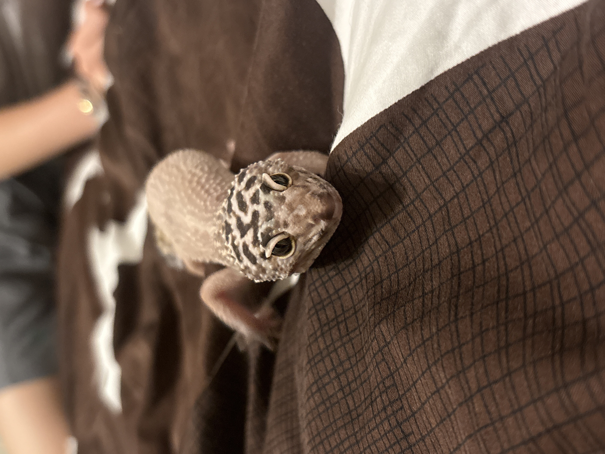 A leopard gecko is perched on brown and white fabric. The gecko has a pale body with dark brown spots, and it's facing the camera with its head tilted slightly. The fabric appears to be a piece of bedding or clothing. A person's arm and shoulder are visible in the periphery of the image. The location is unknown.