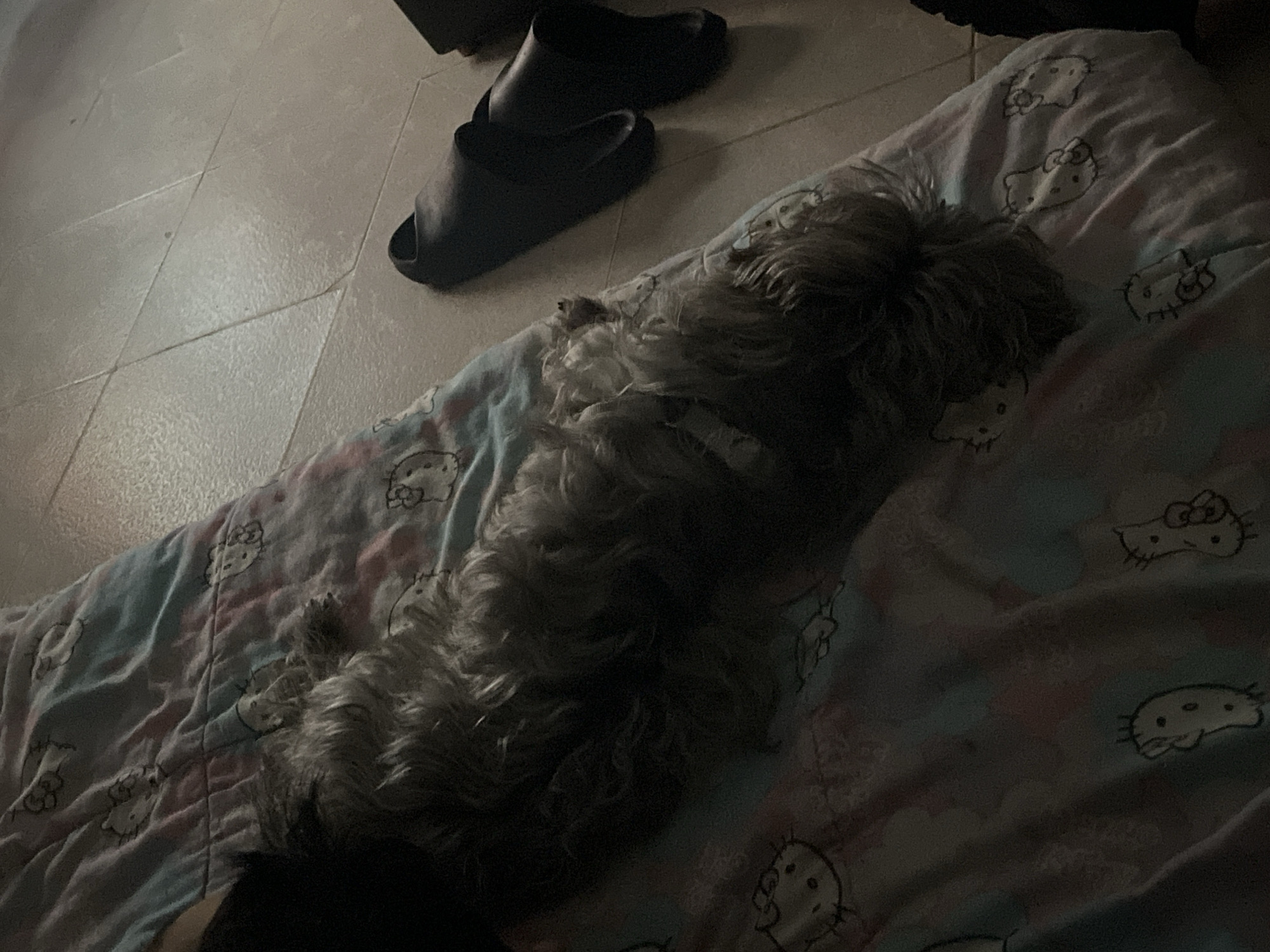 The image displays an indoor scene characterized by dim lighting, suggesting it was captured during the evening or night. The main subject is a small, fluffy dog, possibly a terrier mix, which is stretched out and resting or sleeping on a blanket. The dog's light-colored fur is noticeable, particularly its back, which is darker.
The dog lies on a soft, quilted blanket adorned with a repeating pattern of Hello Kitty faces, some with bows and some without, rendered in faded light blue and pink tones. Adjacent to the dog's head, two dark-colored slide sandals or slippers are visible on the tiled floor. The flooring consists of light-colored tiles arranged in a grid pattern.
The overall atmosphere is one of peaceful tranquility, indicative of a pet comfortably settled indoors. The setting appears to be a casual living space or bedroom. No explicit text is visible, beyond the iconic Hello Kitty characters on the blanket.