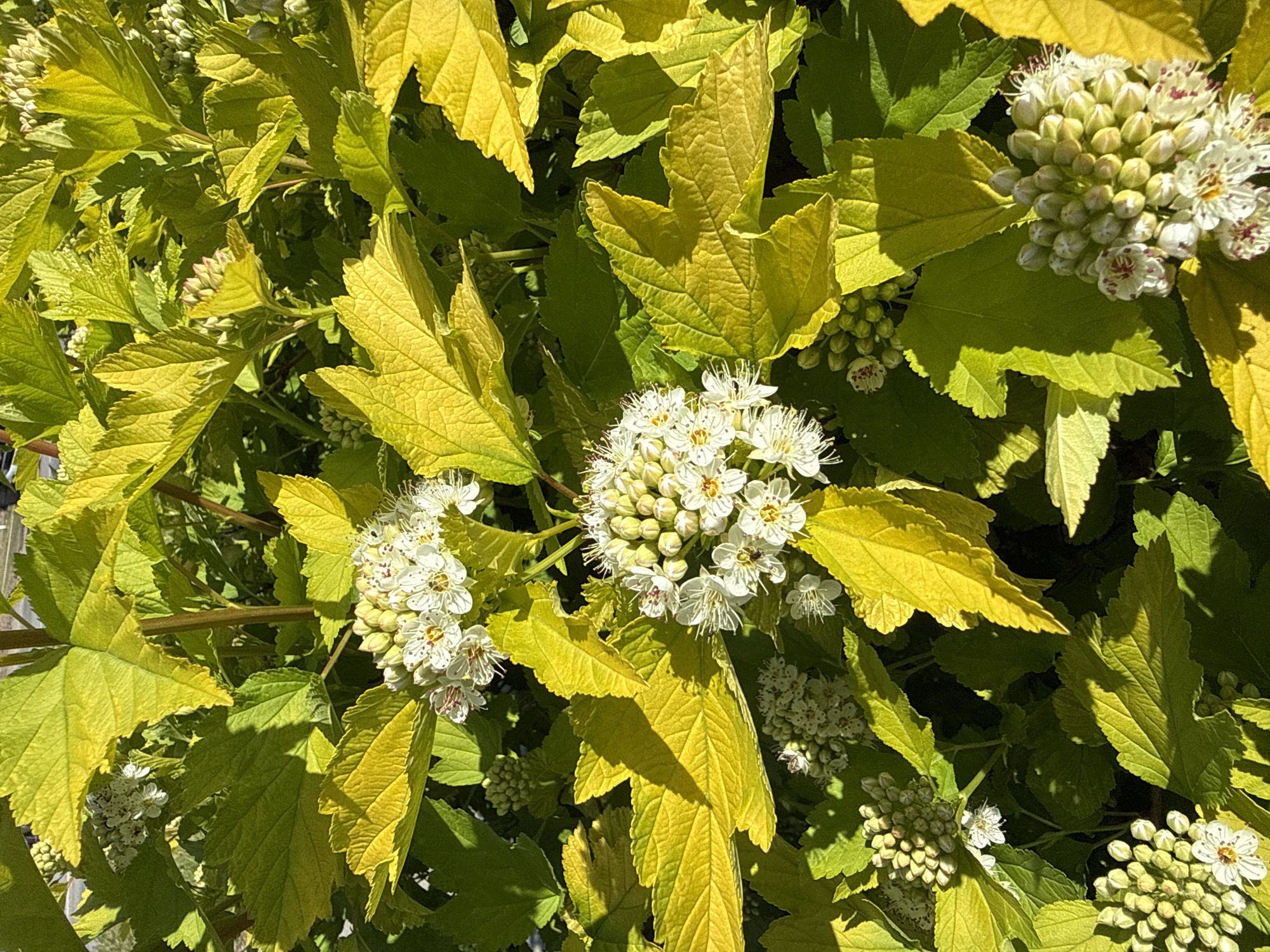The image shows a close-up of a shrub or bush, likely located in an urban environment, possibly a garden or public park, in the city of Unknown, Unknown. The plant features leaves that are predominantly green and yellow, with the color varying due to lighting and possible variations in the plant's maturity. The leaves have a somewhat textured or wrinkled surface. Interspersed among the leaves are clusters of small, white flowers. Some of the flowers are still in bud form, appearing as compact, globular structures. The flowers that are open display white petals and protruding stamens, which contribute to a spherical overall appearance. The composition of the image is focused on the plant's foliage and flowers, with no other distinct elements visible. The setting suggests a natural element within an urban context. The time of day is likely daytime.