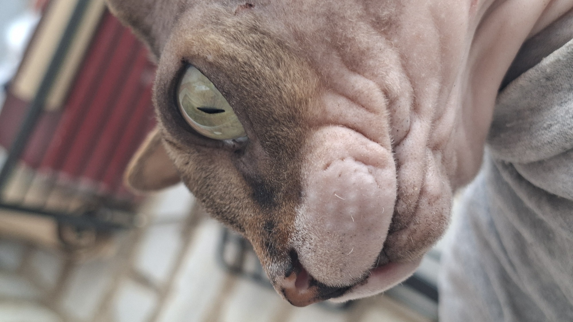 A close-up, eye-level, profile shot focuses on the head of a hairless cat, likely a Sphynx breed, with a light brown and gray patterned coat on its head. The cat's prominent green eye with a black pupil is clearly visible, looking to the right. Its pink nose and wrinkled skin around its mouth are also distinct. The background is softly blurred, showing what appears to be a brick wall and stacked red objects, possibly books, on a shelf. A grey, textured surface, likely fabric, occupies the lower portion of the image. The scene is indoors, with no clear indication of the specific location within Myadzyel, Belarus.
