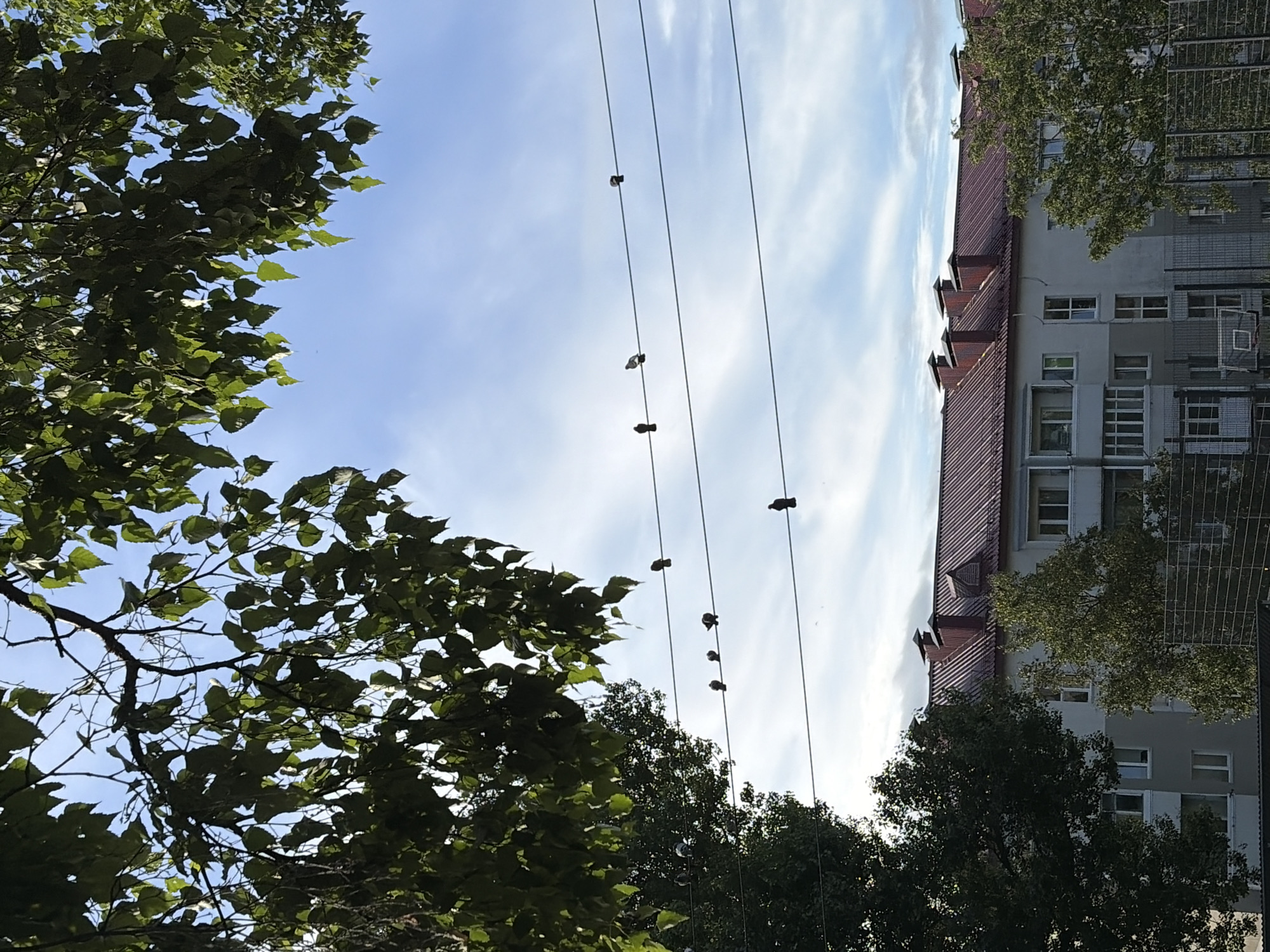 A vertical, eye-level outdoor medium shot captures a sky view above a building and trees, with several pigeons perched on electrical wires. In the foreground, the dappled green leaves of tree branches obscure the top portion of the frame. Below, a bright blue sky with wispy white clouds serves as the backdrop for four parallel black electrical wires that stretch horizontally across the image. On these wires, a total of ten pigeons are visible, mostly clustered in groups, with one solitary bird on the top wire towards the right and another on the bottom wire towards the right. The pigeons are dark in color and appear as small silhouettes against the sky. In the middle ground, a multi-story building with a reddish-brown corrugated metal roof is partially visible, featuring multiple windows and balconies. The building's facade is a light gray color. The lower portion of the frame shows more trees and a chain-link fence with a basketball hoop. The overall scene suggests an urban or suburban setting in Korsakov, Russia, likely during daylight hours.