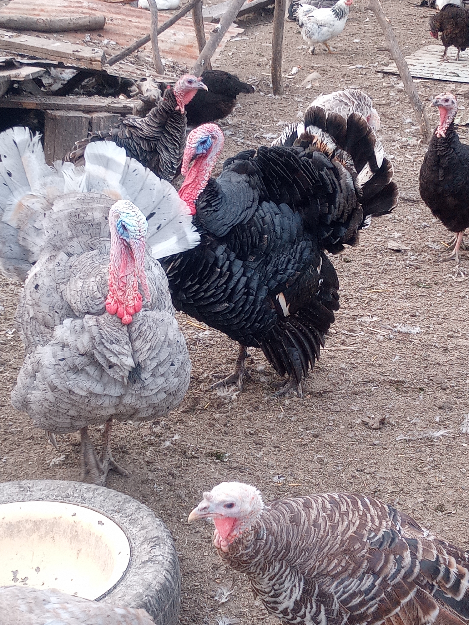 A group of turkeys are gathered in an outdoor enclosure. In the foreground, a large gray turkey with a prominent red wattle and blue markings on its head faces left, its feathers fanned out. To its right, a large black turkey with iridescent feathers is partially visible, its neck also displaying a red wattle. Behind these two, a smaller black turkey stands facing left. In the midground, a light-colored turkey with white and black feathers is visible, its tail fanned. To the right of the black turkey, another black turkey stands with its head turned towards the left. In the background, a white chicken with black markings pecks at the ground. The ground is composed of dirt and straw, with some wooden structures and debris scattered around. A portion of a large tire, likely used as a feeder or waterer, is visible in the lower left corner. The overall impression is of a farmyard or domestic fowl enclosure.
