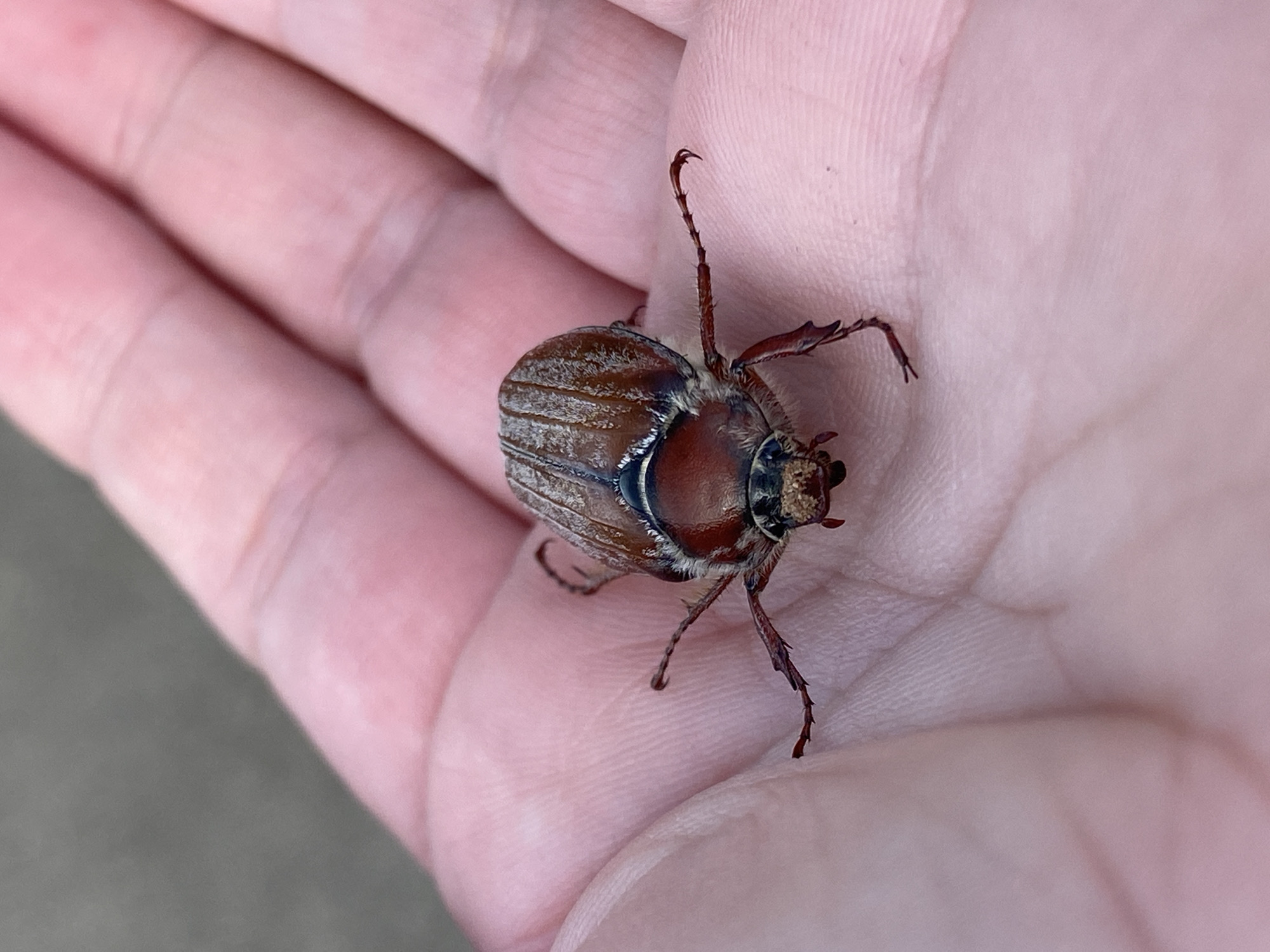 An overhead close-up shot captures a large, reddish-brown beetle resting on the open palm of a human hand. The hand, with its visible skin texture and faint lines, serves as the primary surface for the insect. The beetle is positioned centrally, viewed from above, showcasing its robust, oval-shaped body. Its elytra (wing covers) are dark brown with lighter longitudinal stripes or ridges, and a subtle sheen is visible on its carapace. The beetle's head, facing away from the viewer, is dark, and its antennae and mouthparts are visible. Its six spiny legs are extended, some grasping the ridges of the palm, particularly one prominent leg reaching upwards on the right side of the image. The claws on the ends of its legs are clearly visible, hooking onto the skin. The background is softly blurred, showing indistinct lighter and darker tones, suggesting an outdoor or naturally lit environment, though no specific time of day or weather is evident. The image focuses entirely on the interaction between the hand and the beetle, with no other objects or specific location cues visible within the frame. The location "Марковский, Russia" is provided as external context. There is no visible text in the image.