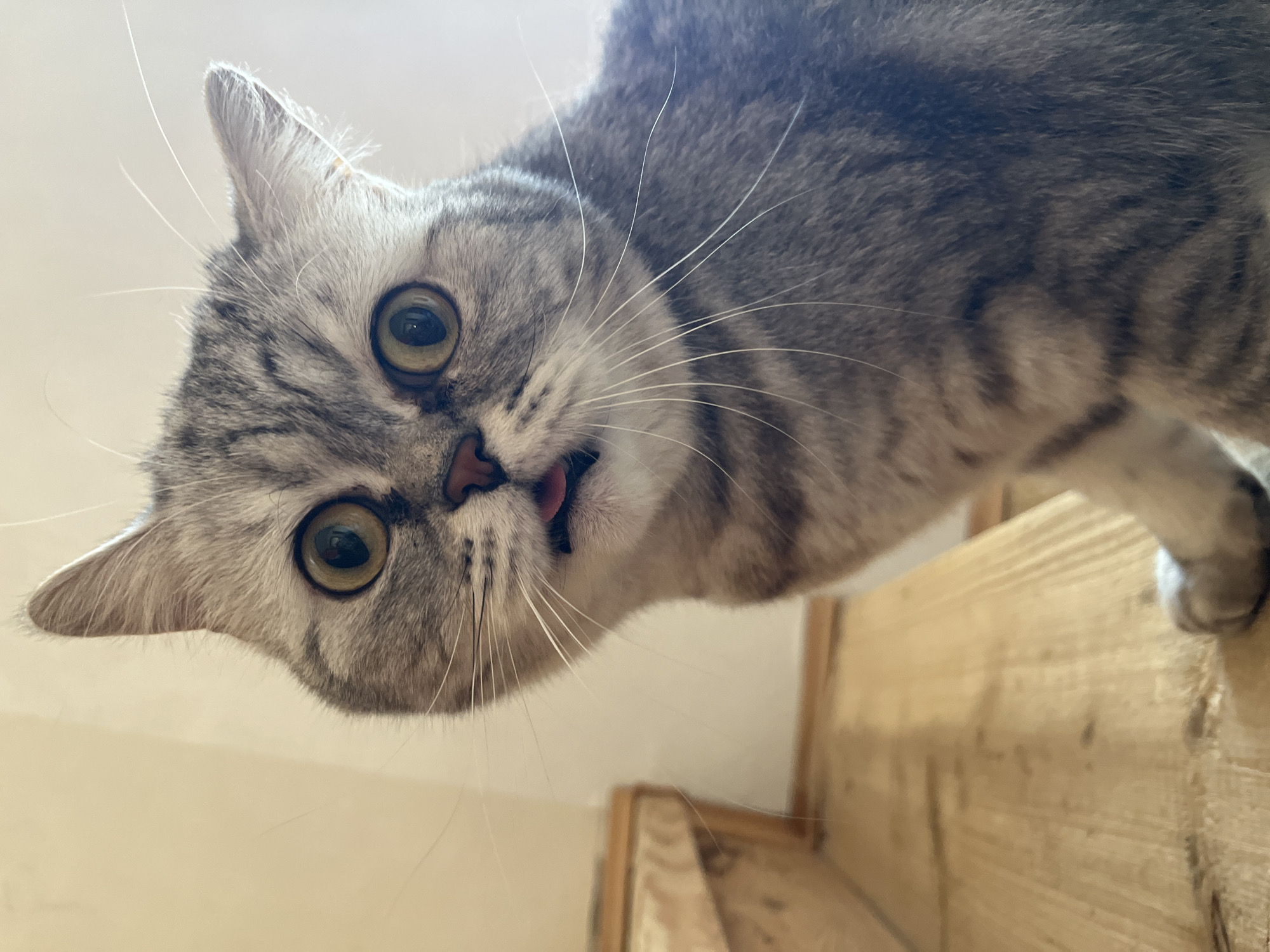 A grey tabby cat with striking green eyes and a small pink tongue sticking out is looking down at the camera. The cat's fur is short and dense, with a distinctive tabby pattern of dark stripes on a lighter grey base. The cat is positioned above what appears to be a wooden structure, possibly stairs, with vertical planks visible. The overall lighting is bright and even, illuminating the cat and the wooden structure. The background is slightly out of focus, and the location is unknown.