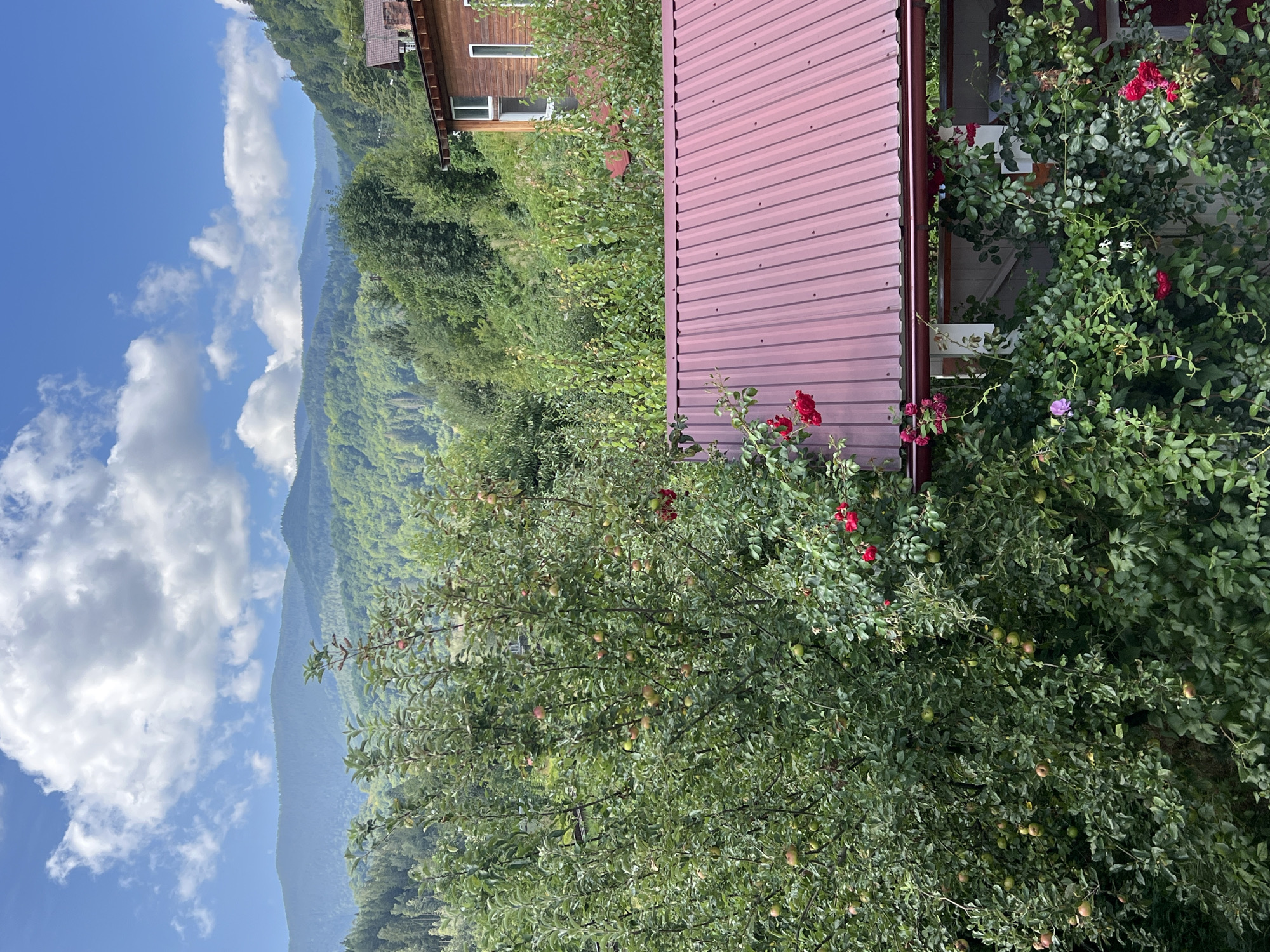 A still, eye-level shot depicts a lush, verdant scene in Yaremche, Ukraine. In the foreground, a large apple tree laden with green apples is prominent, with red roses and other green foliage climbing over a red metal roof. The roof belongs to a traditional wooden house, visible to the right, with white-trimmed windows. In the background, rolling hills covered in dense green forest ascend towards a sky dotted with white, fluffy clouds. The overall impression is one of natural beauty and rustic tranquility.