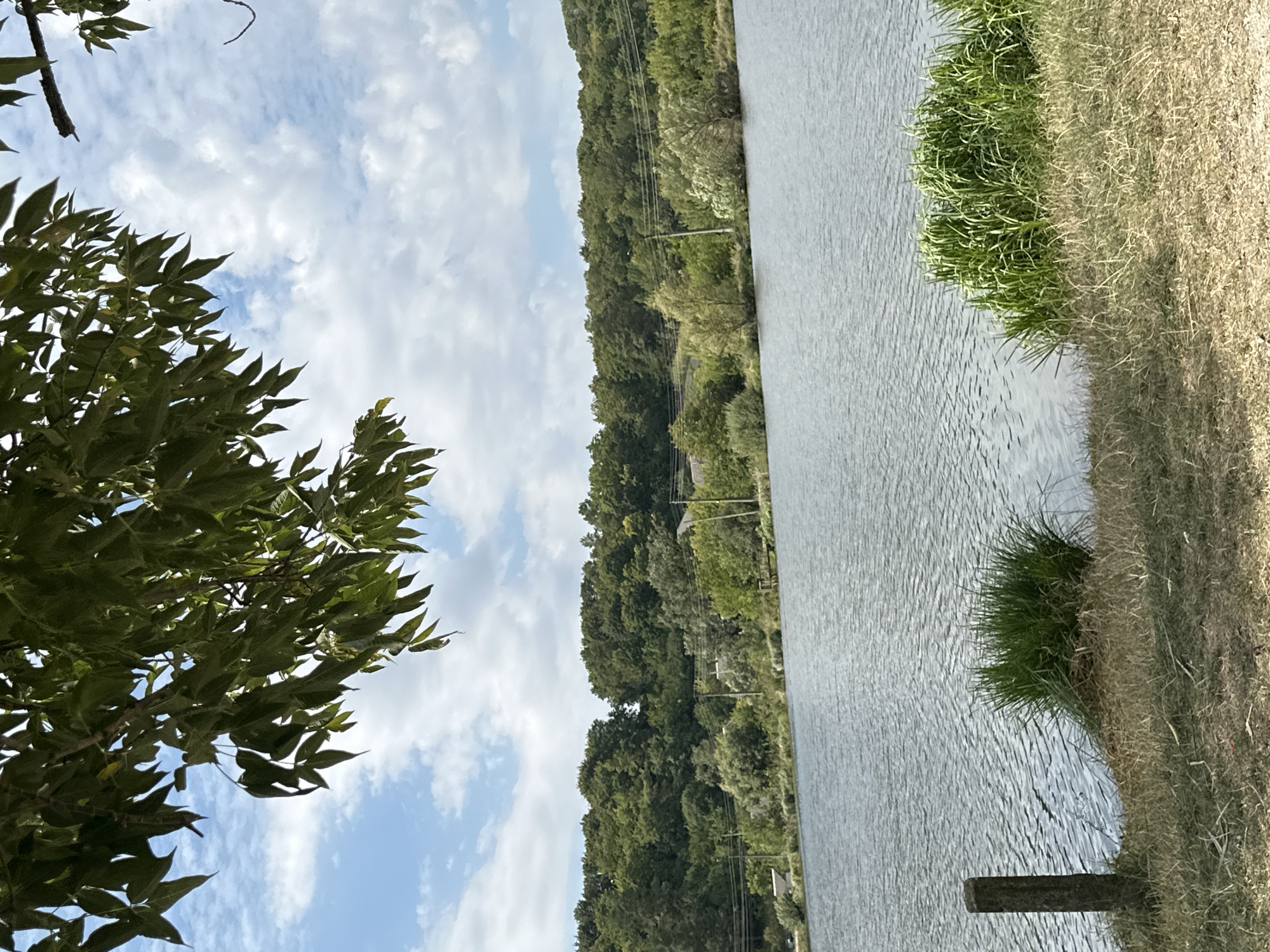 This image depicts a tranquil natural landscape near the village of Makiv, Ukraine. The scene is dominated by a large body of water, likely a lake or reservoir, with gentle ripples on its surface. The shoreline is lined with lush green grass and some dry, yellowed vegetation. In the foreground, a weathered wooden post stands vertically on the left side, partially submerged at its base in the water. On the right side of the foreground, a dense clump of vibrant green reeds grows near the water's edge.
The middle ground of the image features a verdant, densely wooded hillside rising beyond the water. The trees are a mix of deciduous and possibly some coniferous varieties, creating a rich tapestry of green hues. Scattered amongst the trees are glimpses of human habitation, including a few houses and utility poles with visible power lines, suggesting the presence of a nearby settlement.
The sky above is a bright blue, punctuated by scattered white, fluffy clouds. In the upper portion of the frame, the branches and green leaves of a large tree overhang the scene, adding a sense of depth and framing the view of the sky and the landscape beyond. The overall impression is one of peaceful, natural beauty, typical of rural Ukrainian scenery.