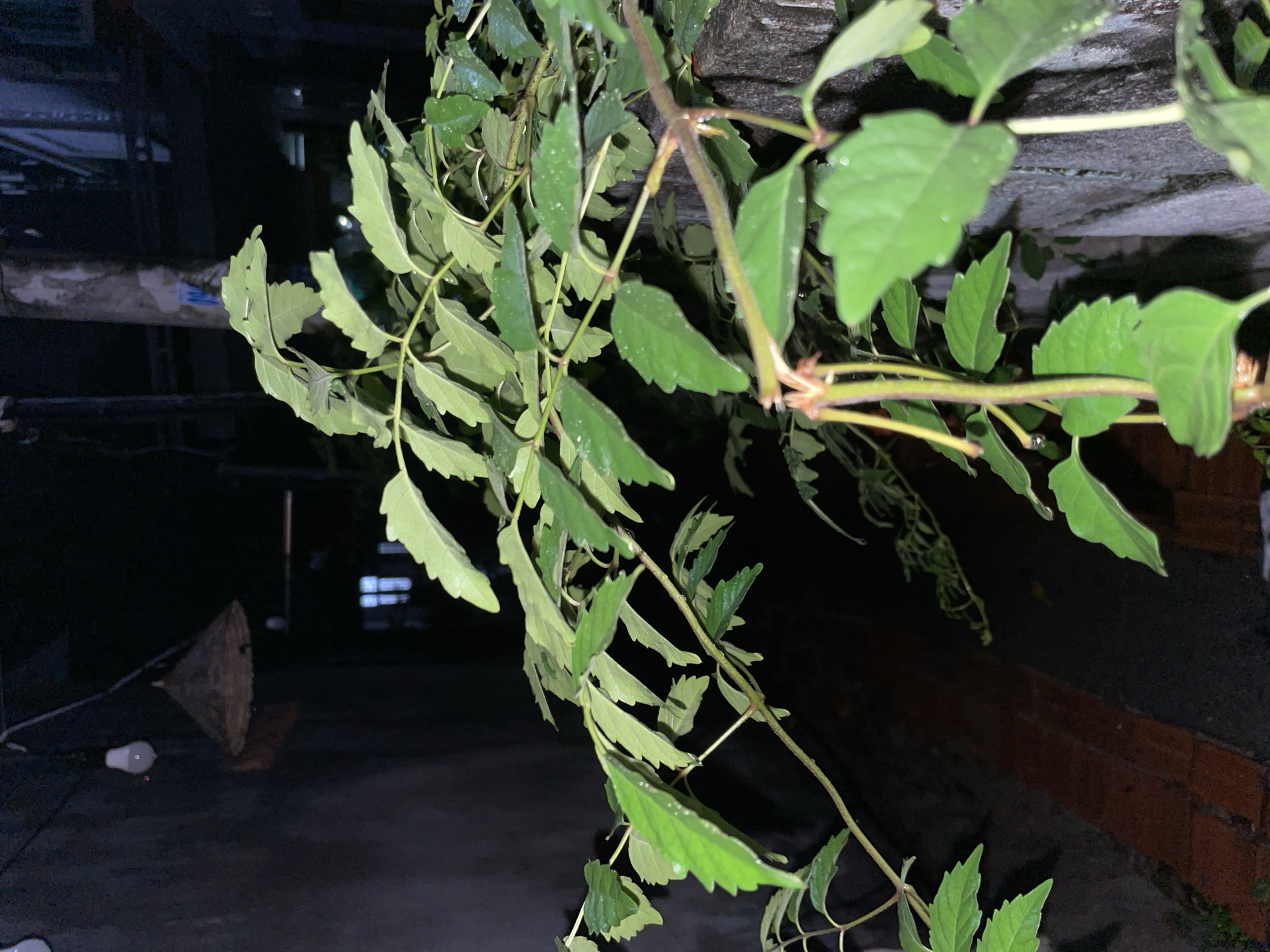 The image captures a vibrant green plant in the foreground, prominently displayed against a dark, nocturnal background. Numerous leaves, some with serrated edges, are visible, many adorned with small water droplets, suggesting recent rainfall or high humidity. The plant's thin branches exhibit reddish-brown and green tones. It appears to be hanging or growing from a dark, textured surface, possibly a concrete wall or roof overhang, which forms part of the upper background.
In the darker mid-ground, a white, unlit light bulb rests on a dark, flat surface, likely the ground. Adjacent to it, a triangular or conical object, possibly wooden, is also visible on the ground. The deeper background is largely obscured by darkness but reveals faint outlines of urban structures, including what might be a light-colored pipe or conduit and hints of a reddish-brown wall. In the far distance, several faint, rectangular lights, likely illuminated windows of a distant building, are discernible.
The scene is set at night, indicated by the pervasive darkness and the artificial light sources. The overall environment suggests an urban or semi-urban area, aligning with the context of Phu Thuy Ward, Vietnam. No specific activity is depicted. There is no visible text in the image.