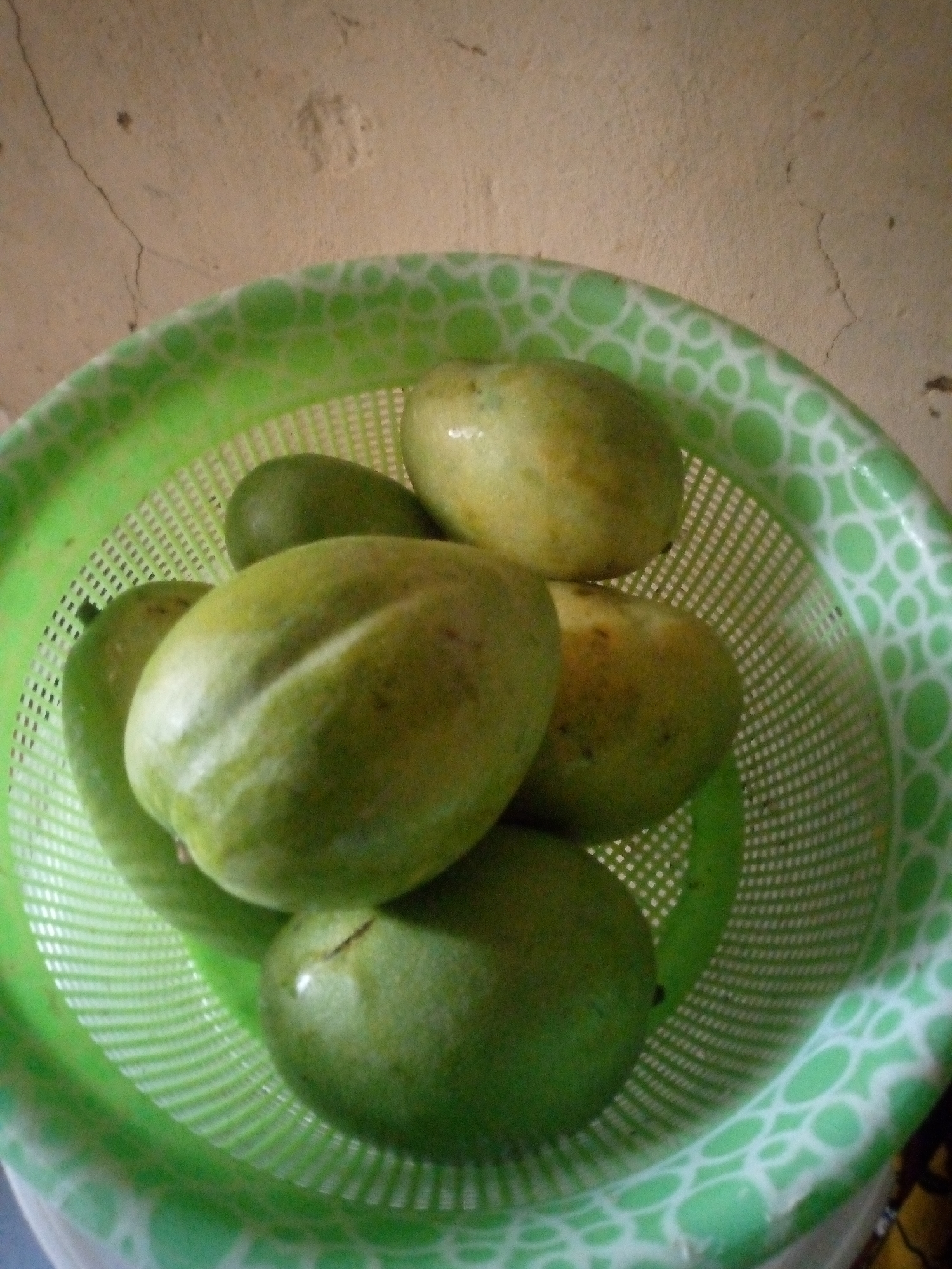 A green plastic basket filled with several unripe mangoes is positioned in the foreground. The basket has a white circular pattern on its rim. The mangoes are mostly green, with some showing yellowish tinges and dark spots. Behind the basket, a rough, beige-colored wall with visible cracks is illuminated by overhead lighting. The overall scene suggests a domestic setting in Unguwan Rimi, Nigeria.