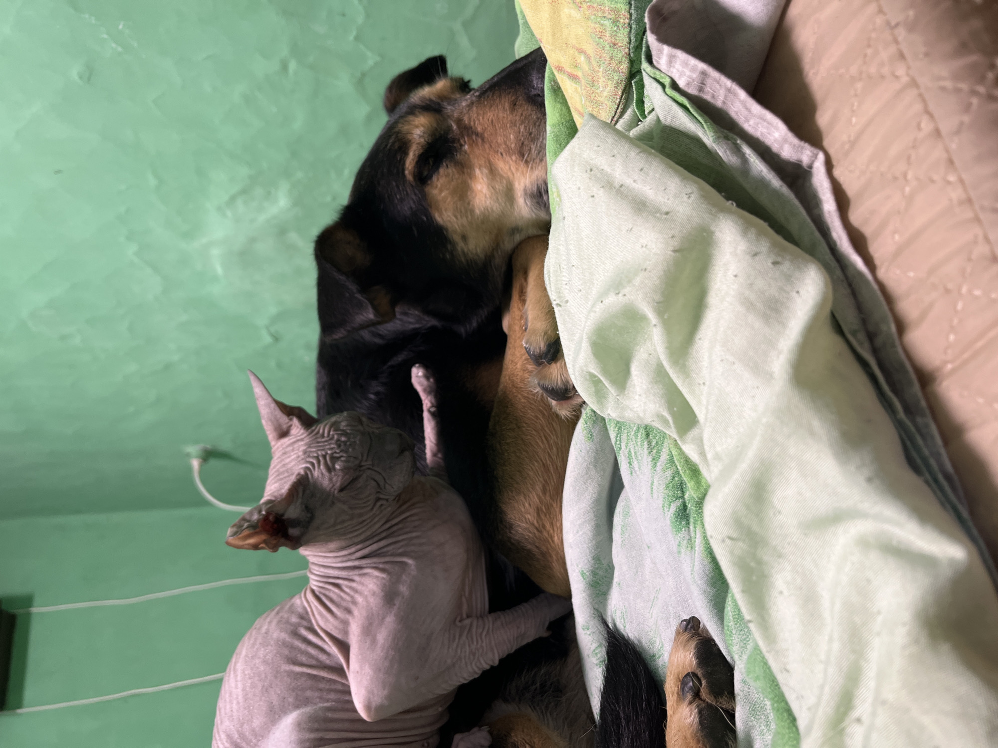 The image depicts two animals, a Sphynx cat and a dog, resting together on a bed. The cat, with its distinctive wrinkled skin and pointed ears, is perched on top of the dog. The dog, appearing to be a medium-sized breed with brown and black fur, is lying down and seems to be asleep. They are situated on a surface covered with light-colored blankets, one of which has a green striped pattern. The background shows a textured green wall, with a white cord or cable running vertically. The lighting suggests an indoor environment. There is no indication of the specific location within Nizhny Tagil, Russia, or any human presence.