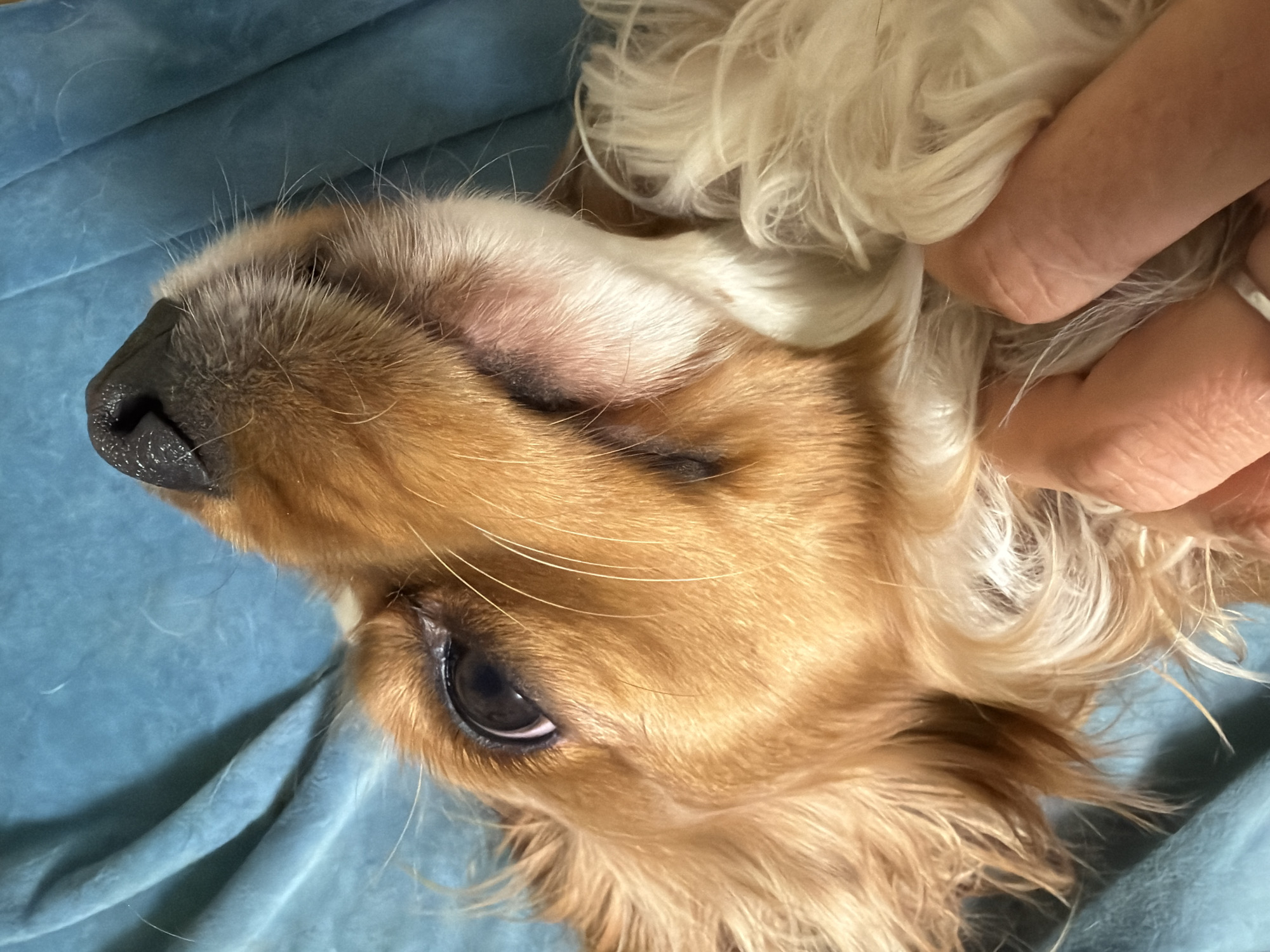 A close-up, upside-down, eye-level shot of a Cavalier King Charles Spaniel lying on a blue surface, presumably fabric. The dog's head is turned to the left, with its black nose prominent. The fur is primarily golden brown with some white patches. The dog's eyes are closed, except for a sliver of one eye. A human hand with visible wrinkles is gently holding the dog's head near its white ear. The setting appears to be indoors. There is no evidence of being in the city of Bronnitsy, Russia.