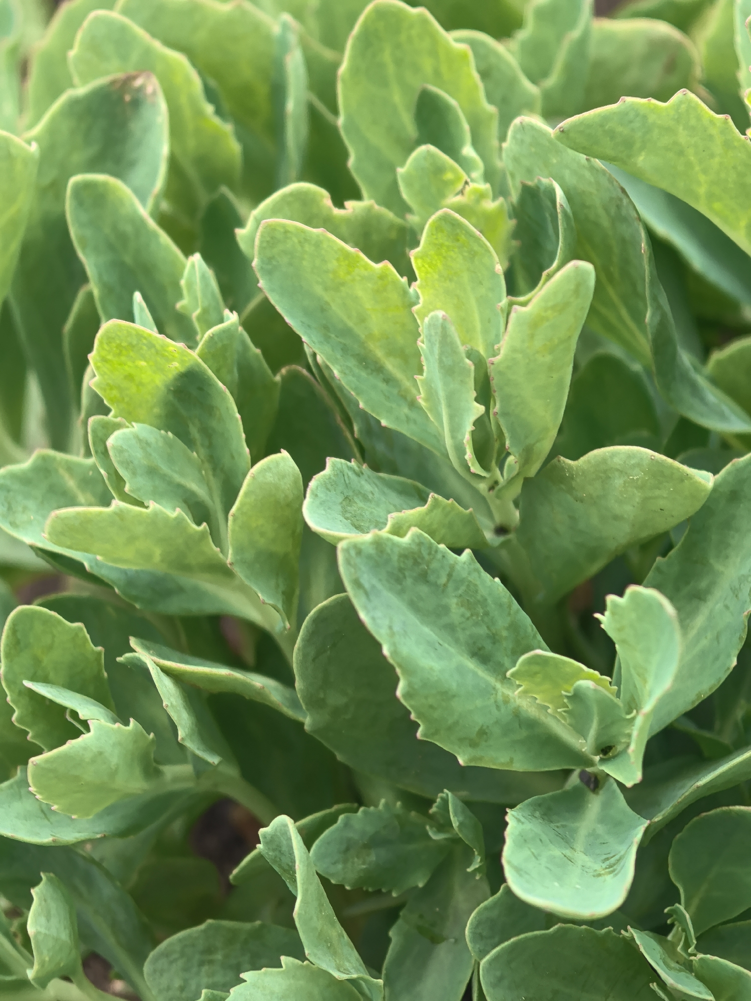 The image shows a close-up of a succulent plant with green, fleshy leaves. The leaves have slightly serrated edges. The plant is densely packed, filling the frame. The background is out of focus, with hints of dark soil. There is no indication of the image being taken in Perm, Russia. There are no people present.